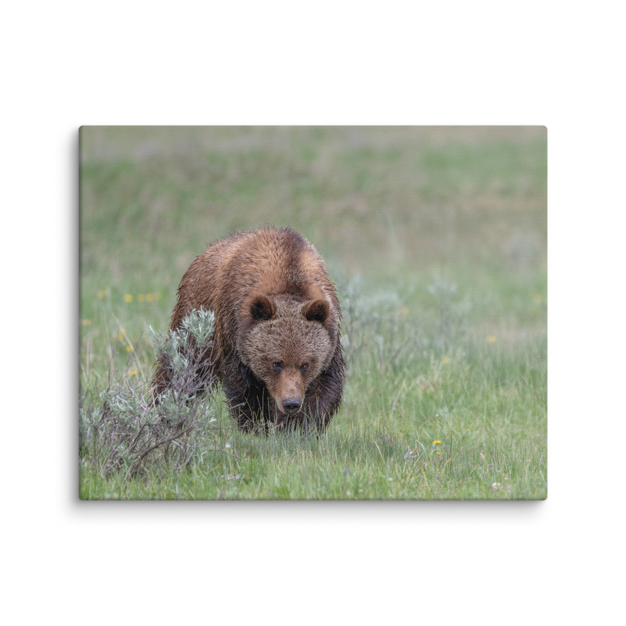 Grizzly Watching! Canvas - Image 21
