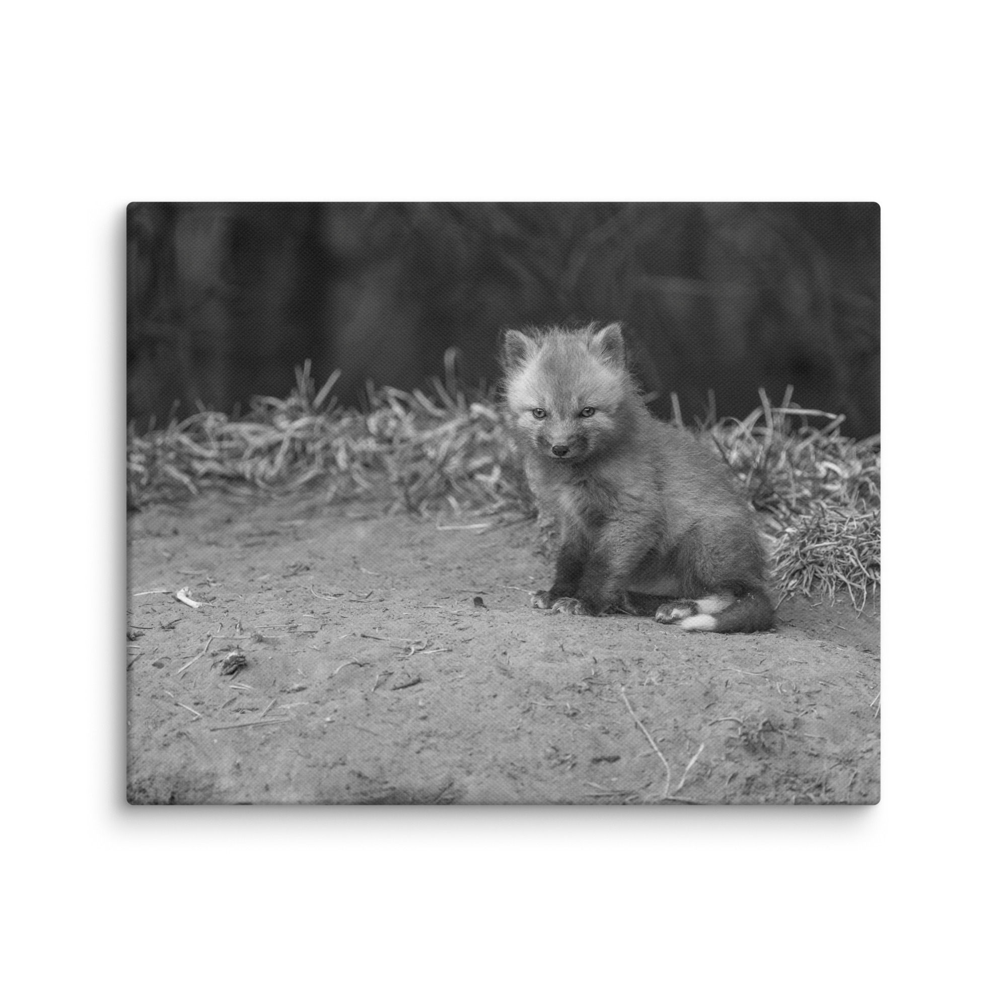 Sharp gaze baby red fox (Monochrome)! Canvas - Image 20