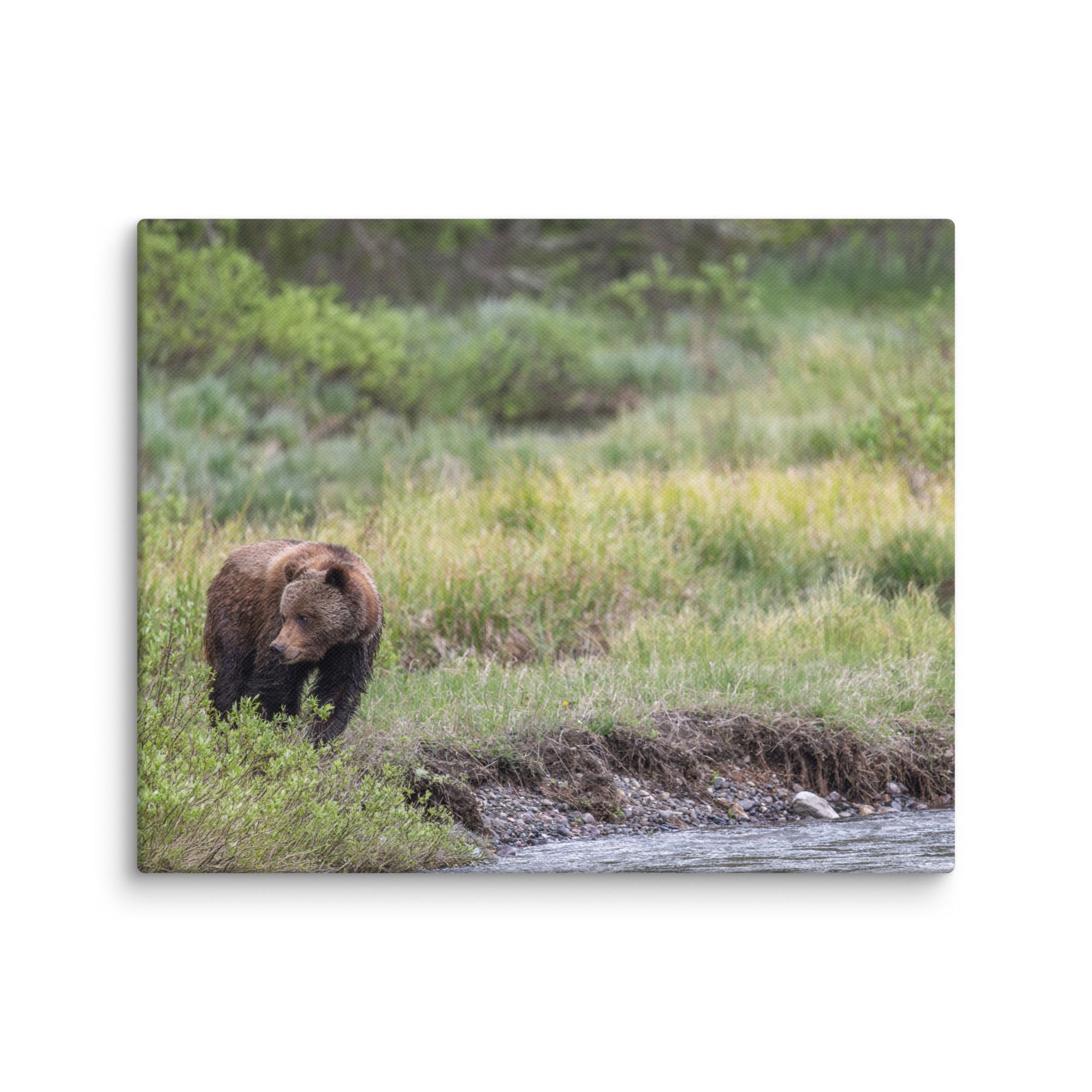 Grizzly getting read! Canvas - Image 20