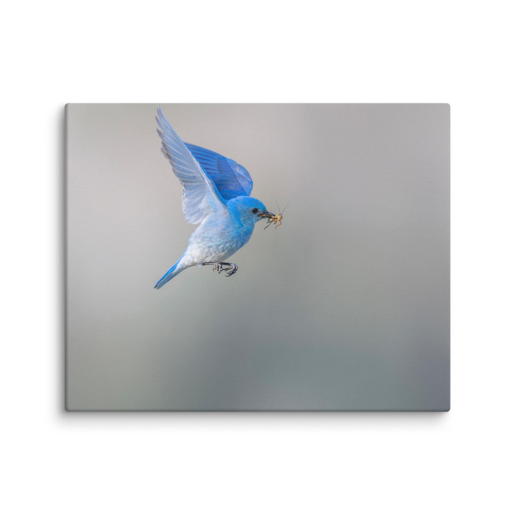 Mountain Bluebird with prey! Canvas - Image 19