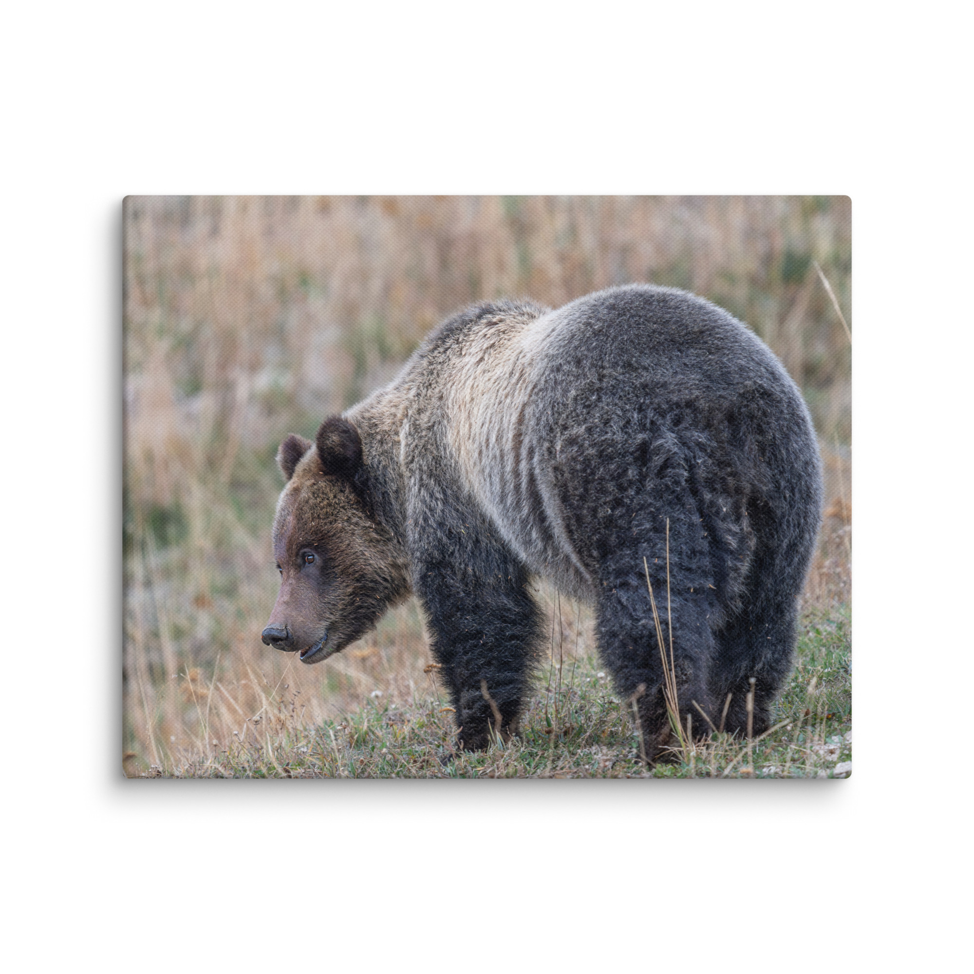 Grizzly of yellowstone! Canvas - Image 20
