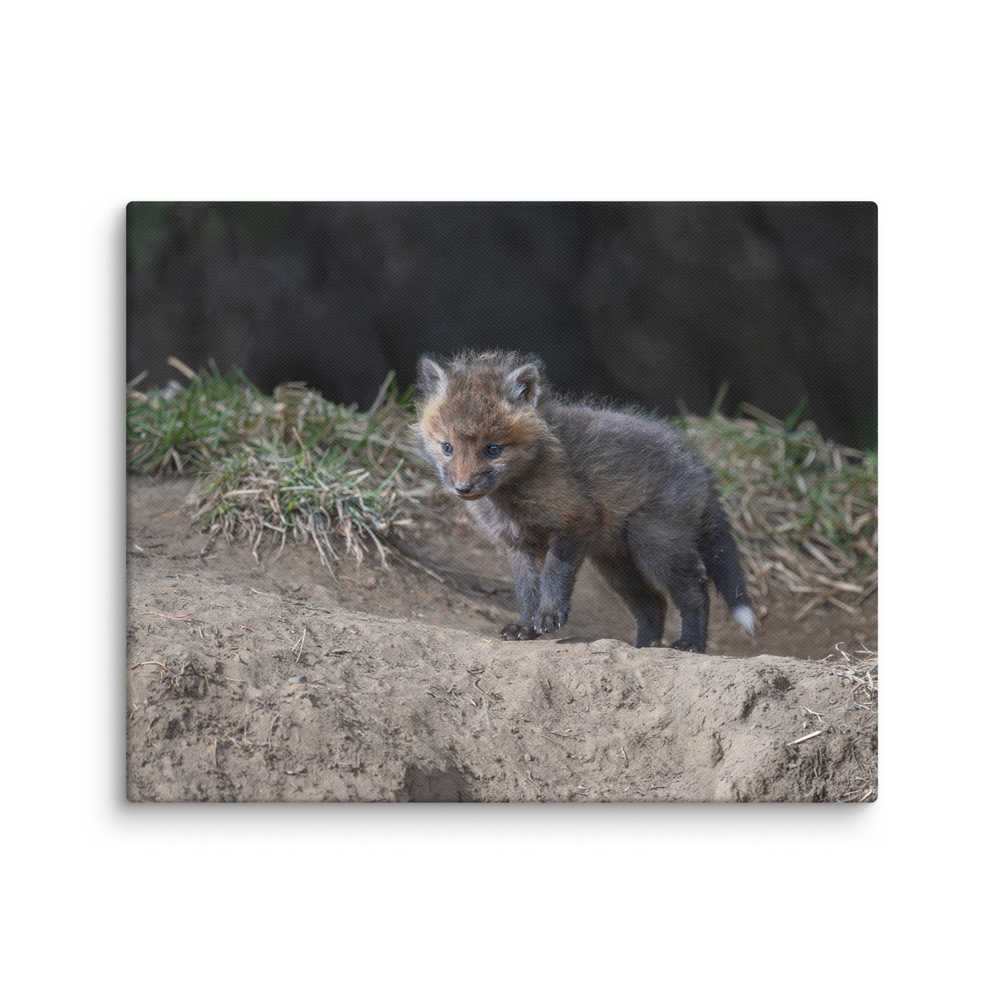 Just checking Baby Red fox! Canvas - Image 21