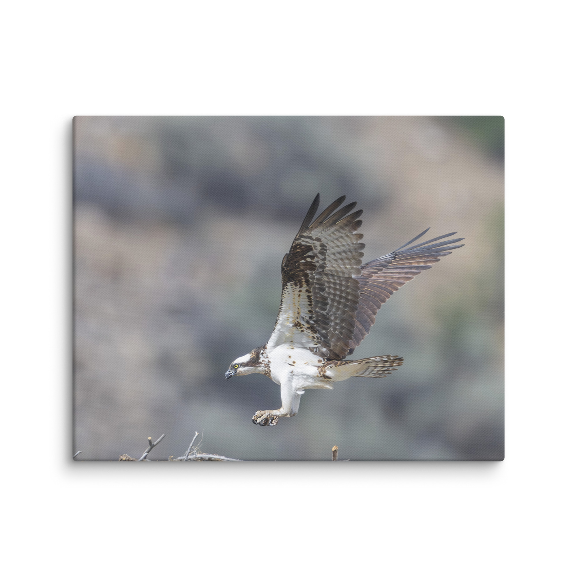 Osprey Landing on its nest! Canvas - Image 16