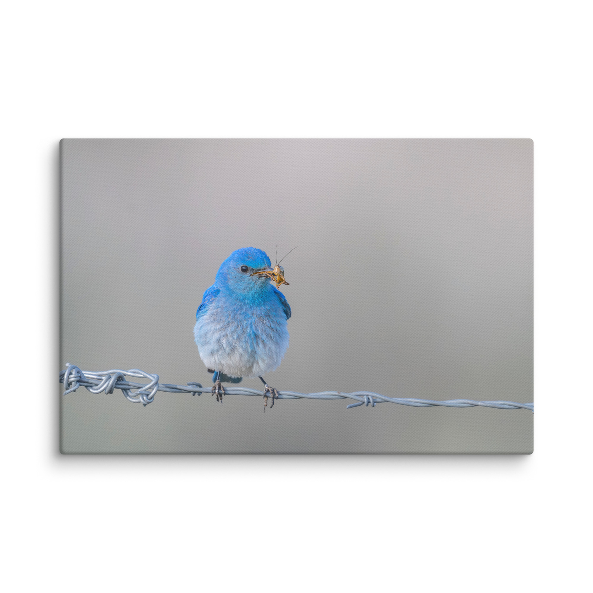 Mountain Blue Bird! Canvas - Image 19