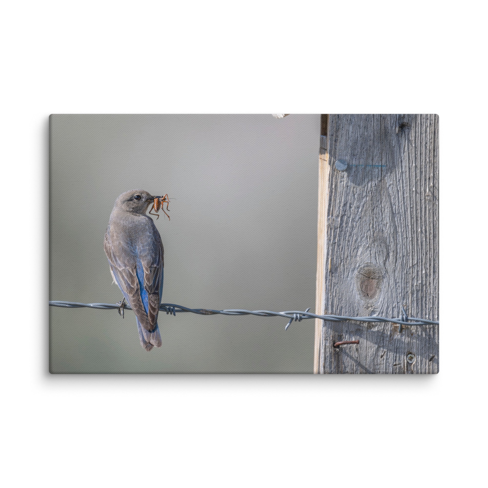 Mama Mountain bluebird with food! Canvas - Image 21