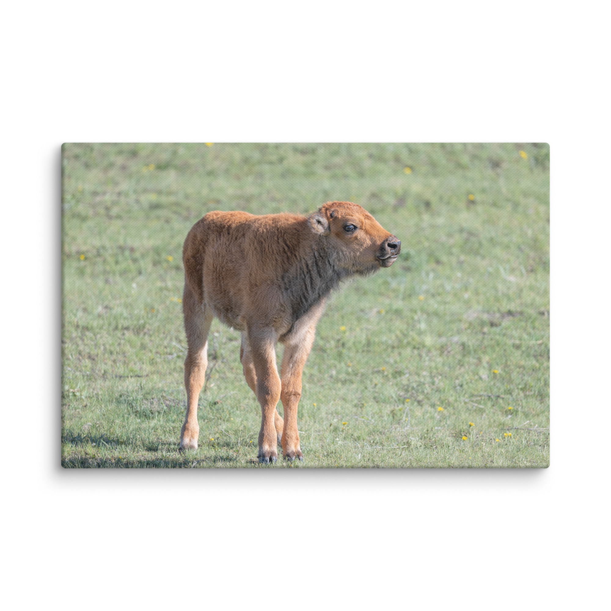 Baby Bison! Canvas - Image 19