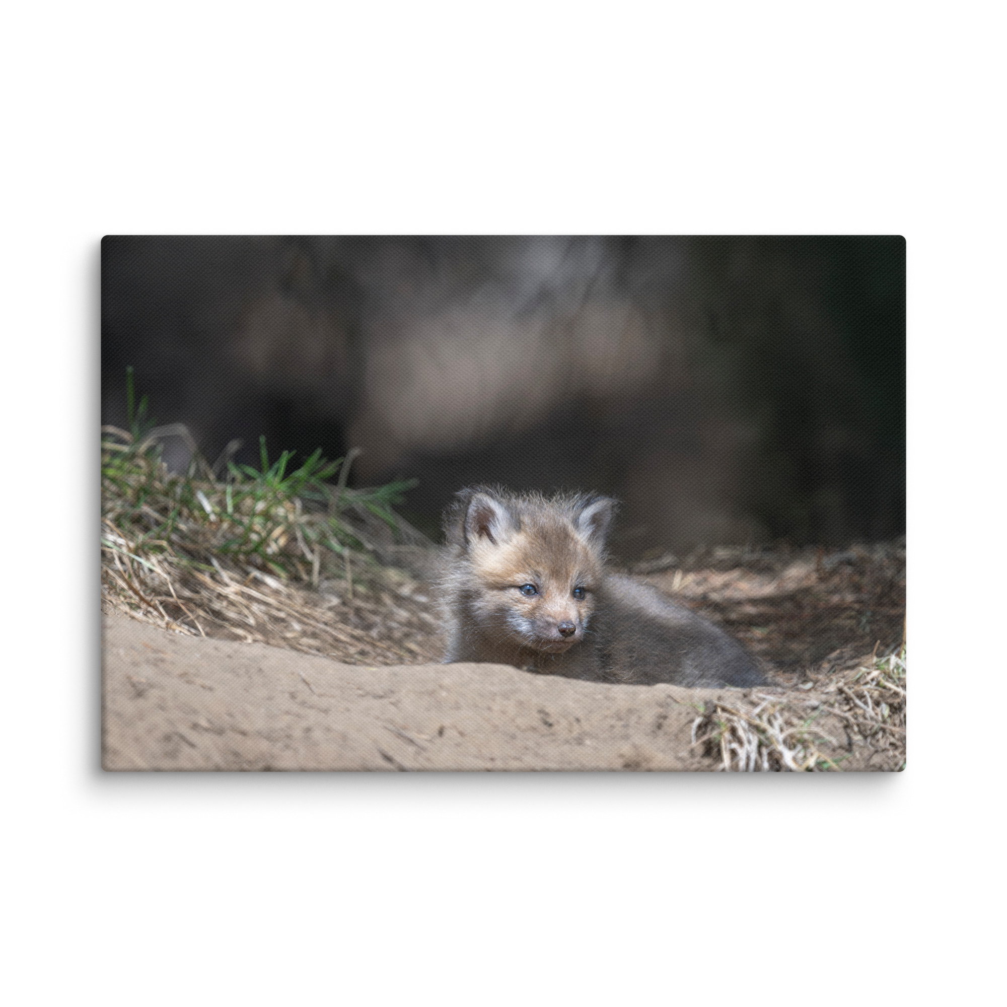 Baby Red fox waiting for Mom! Canvas - Image 21