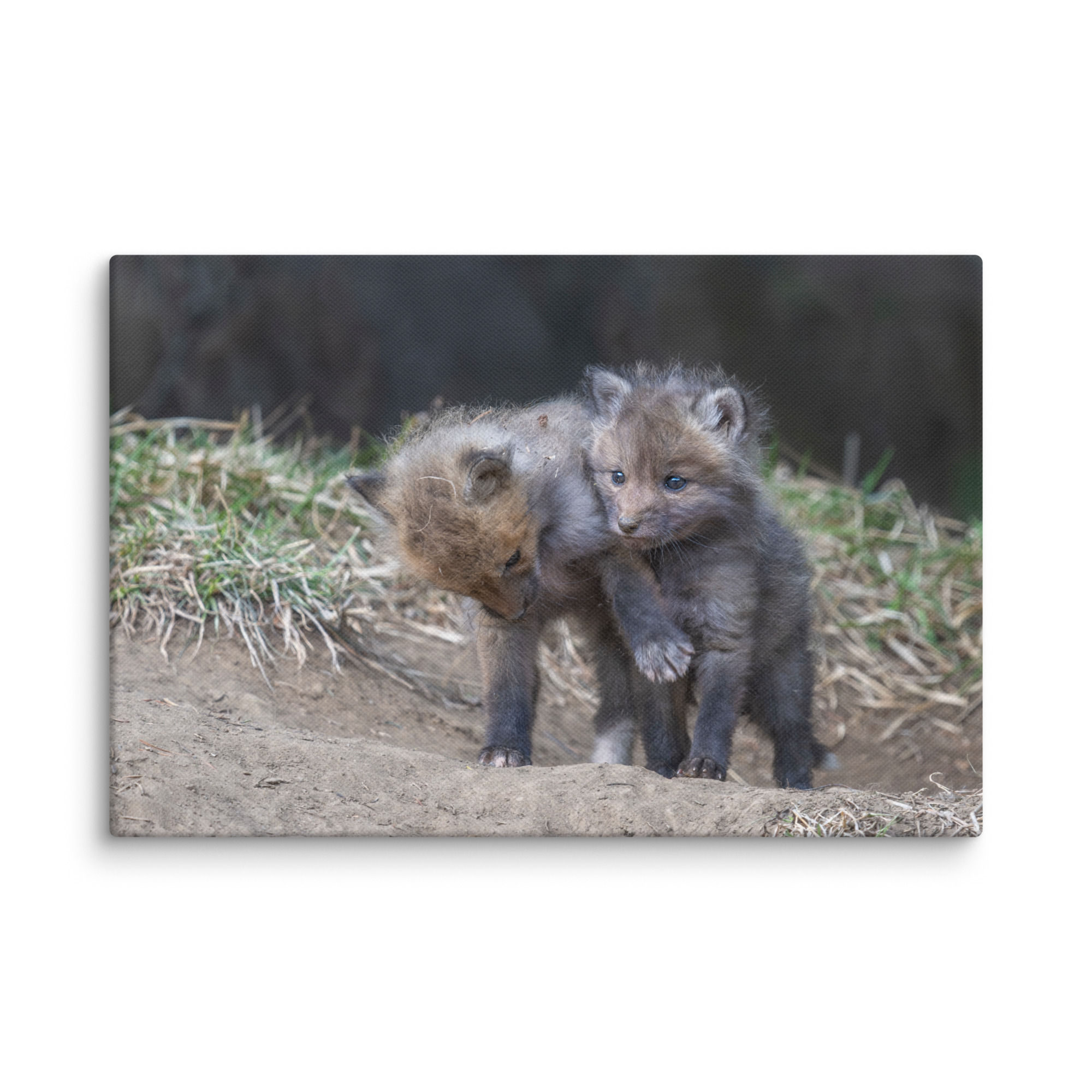 Brothers in Arms Red fox kits! Canvas - Image 21
