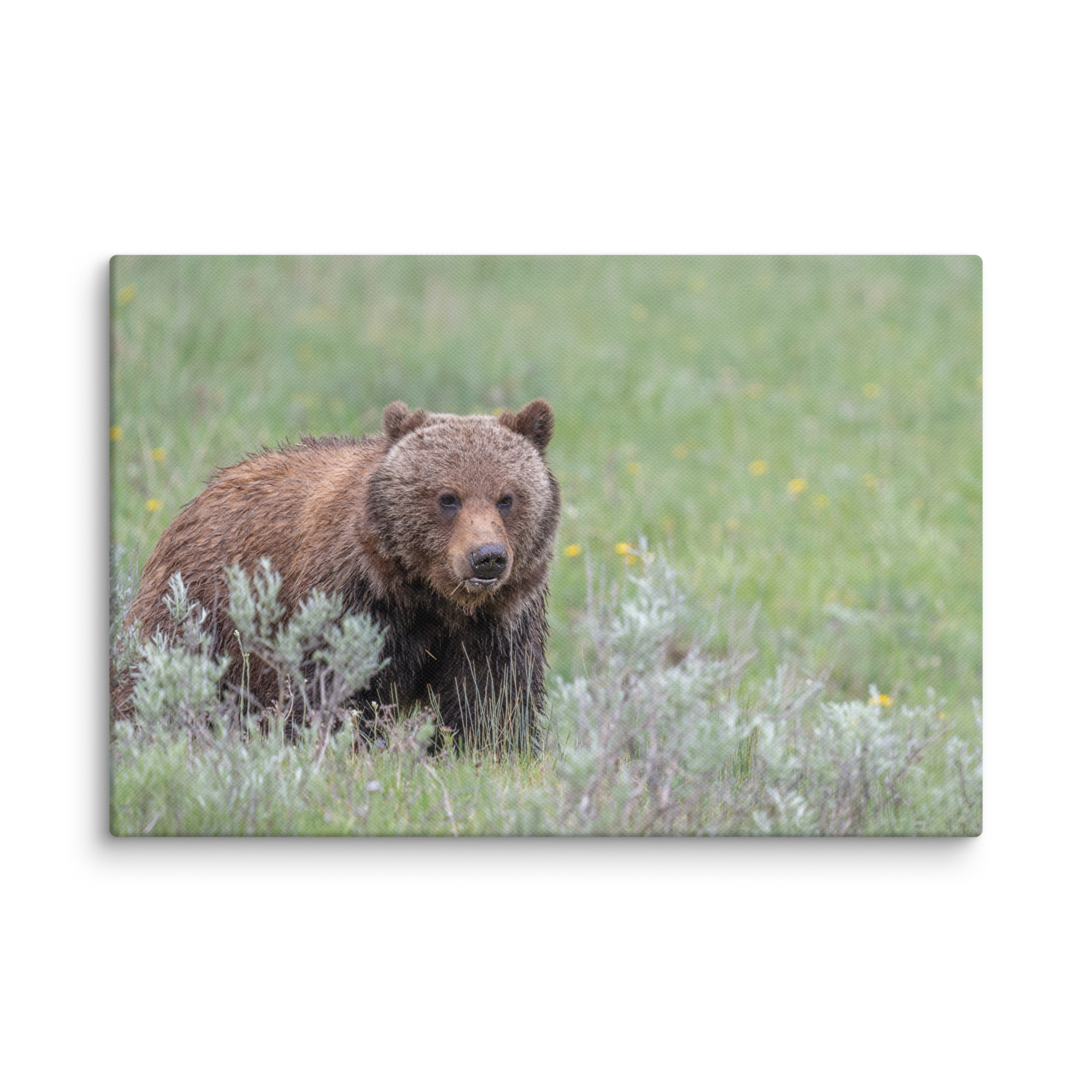 Hungry Grizzly in a Meadow! Canvas - Image 21