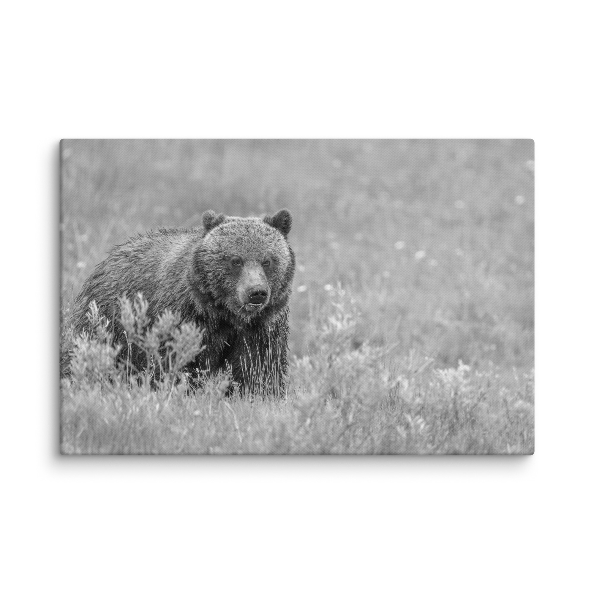 Hungry Grizzly in a Meadow! Monochrome Canvas - Image 21
