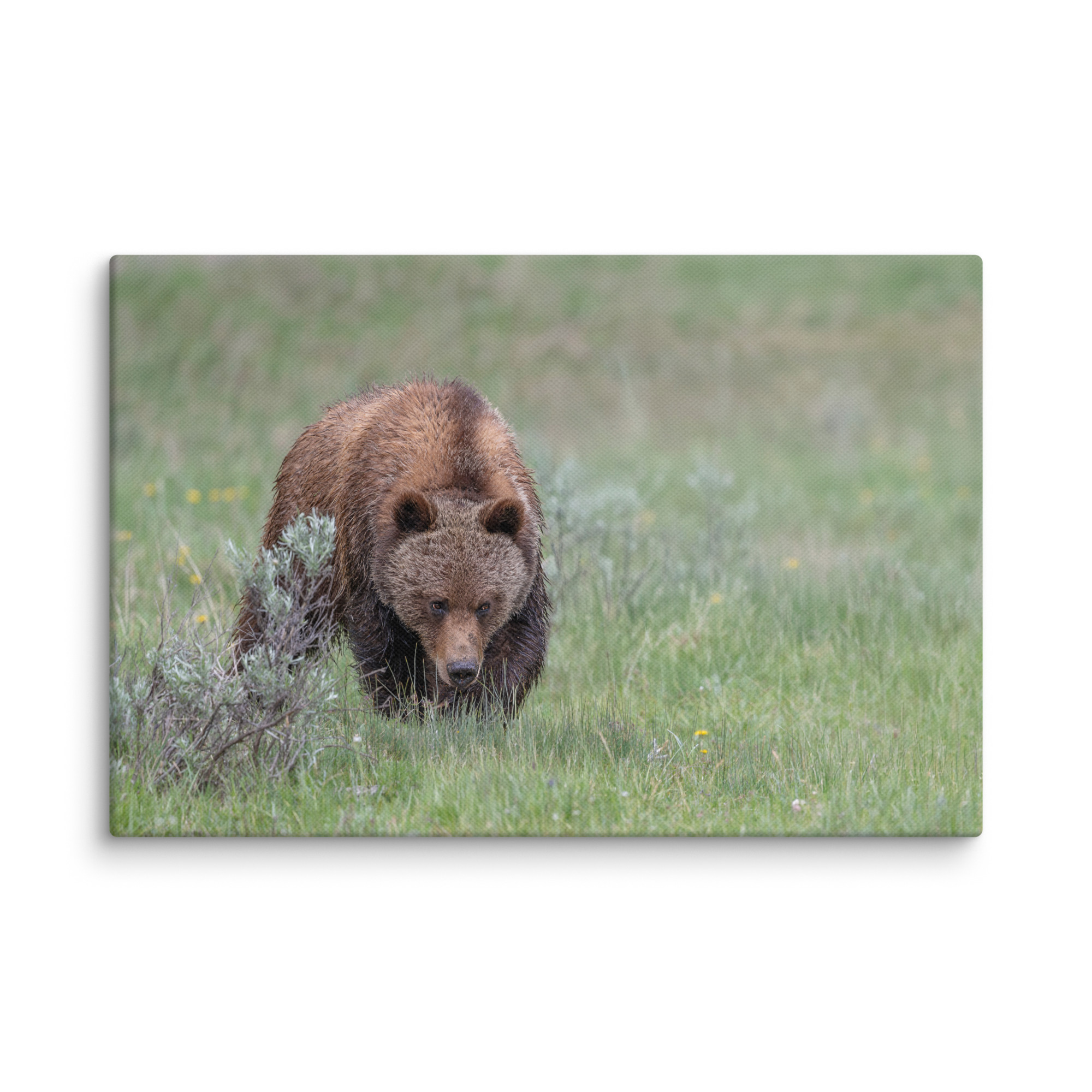 Grizzly Watching! Canvas - Image 22