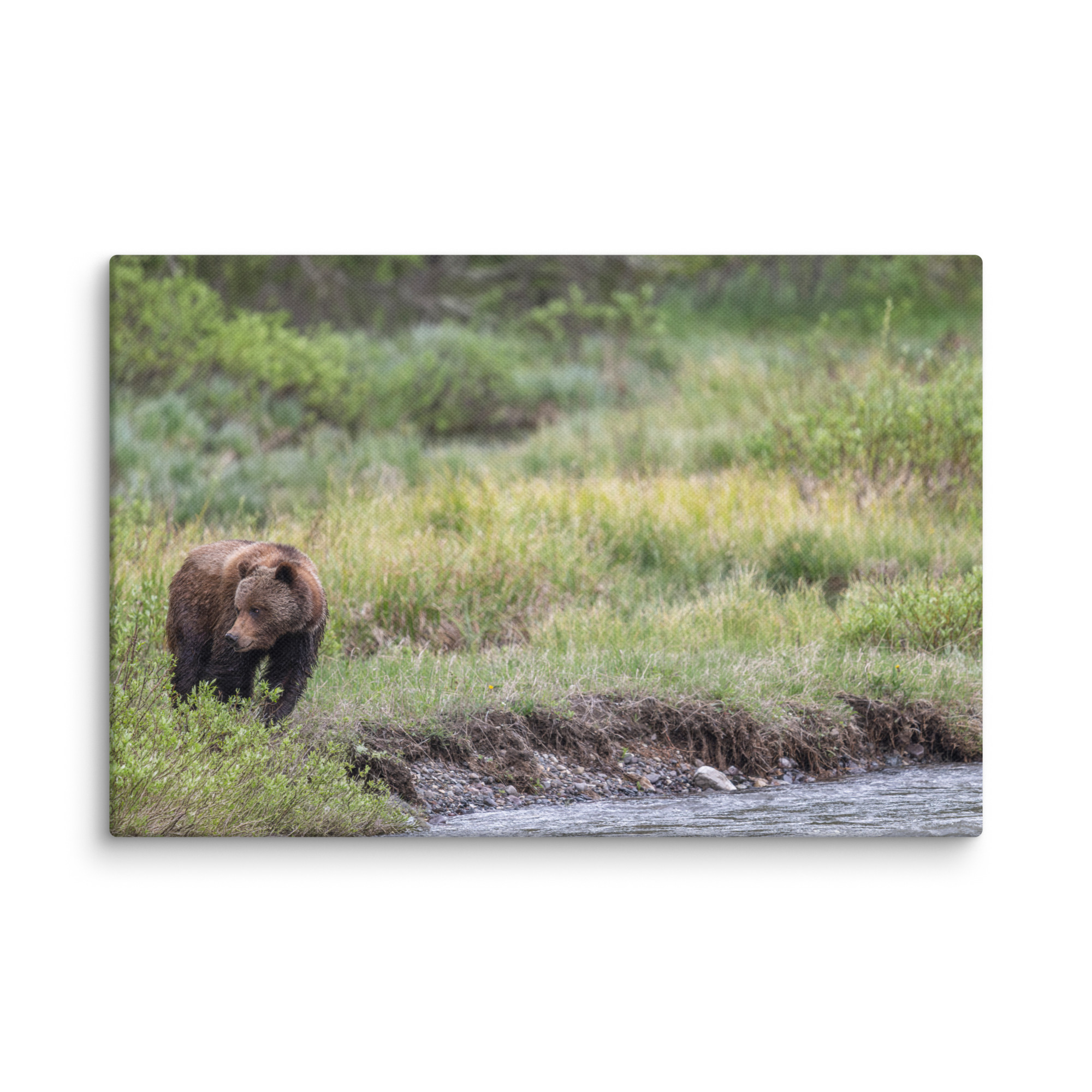 Grizzly getting read! Canvas - Image 21