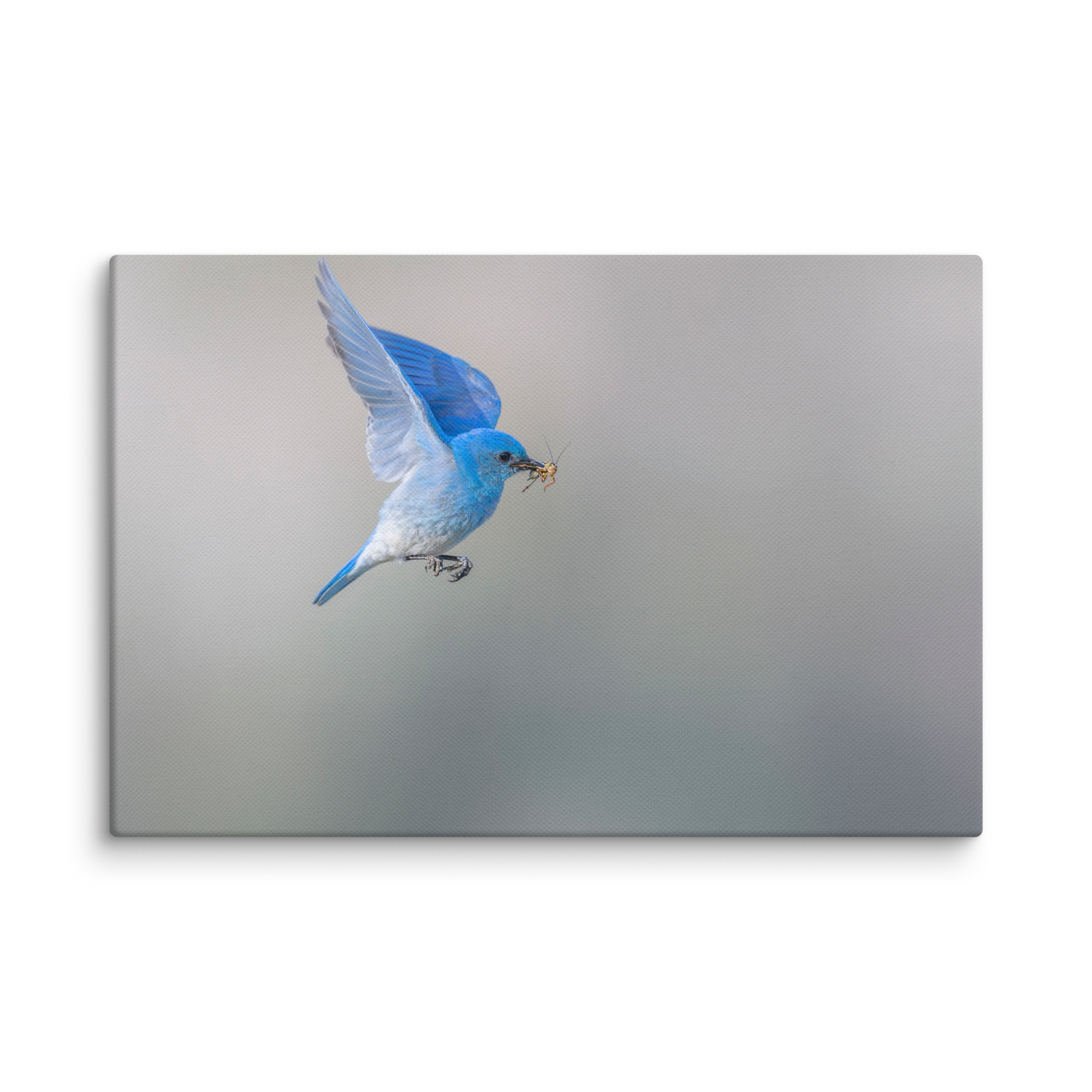 Mountain Bluebird with prey! Canvas - Image 20
