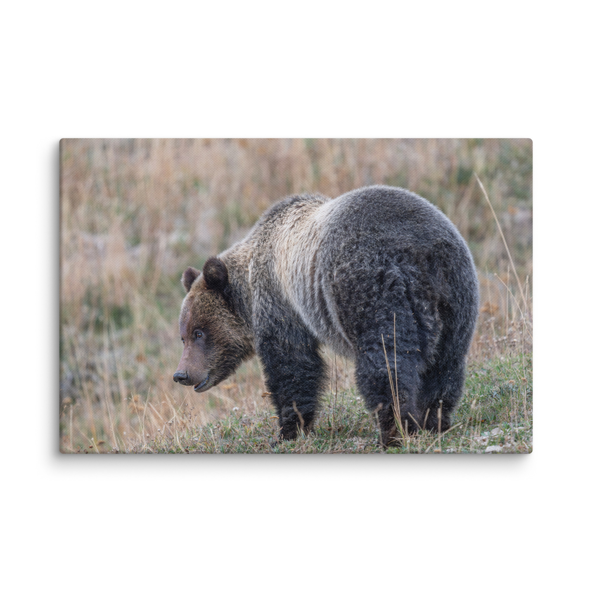 Grizzly of yellowstone! Canvas - Image 21