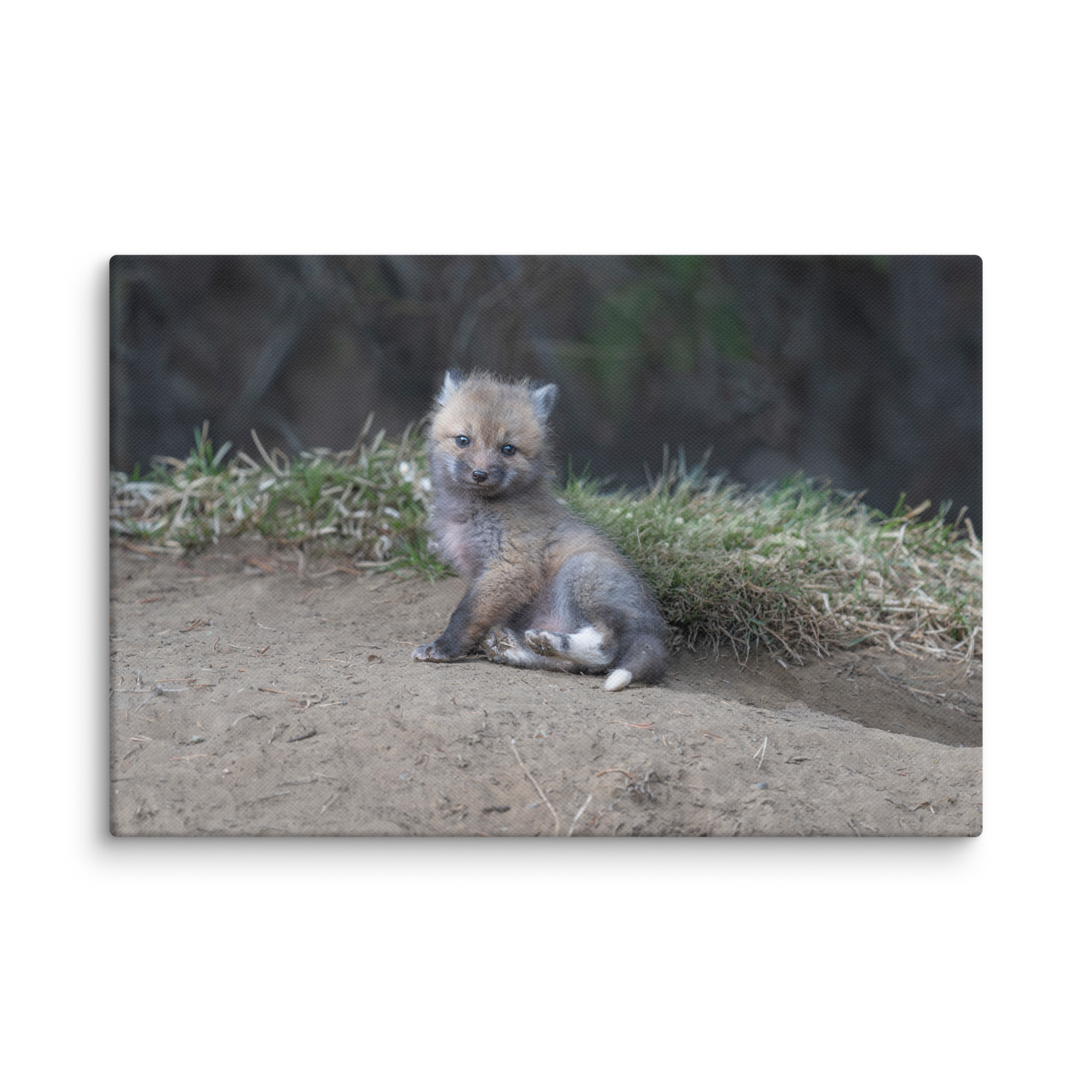 Guarding Den Baby Red fox!  Canvas - Image 22