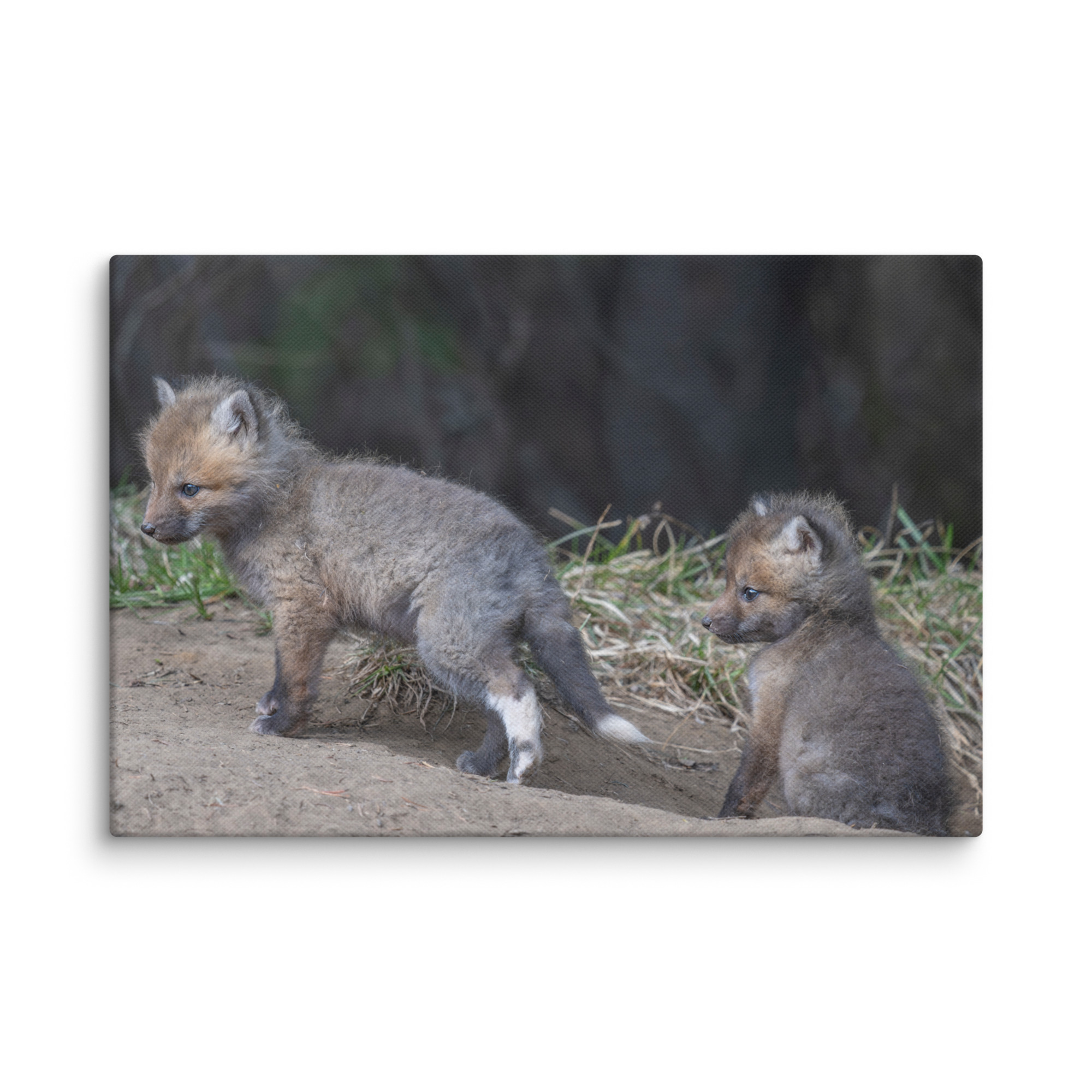 Play Time Baby Red fox! Canvas - Image 18