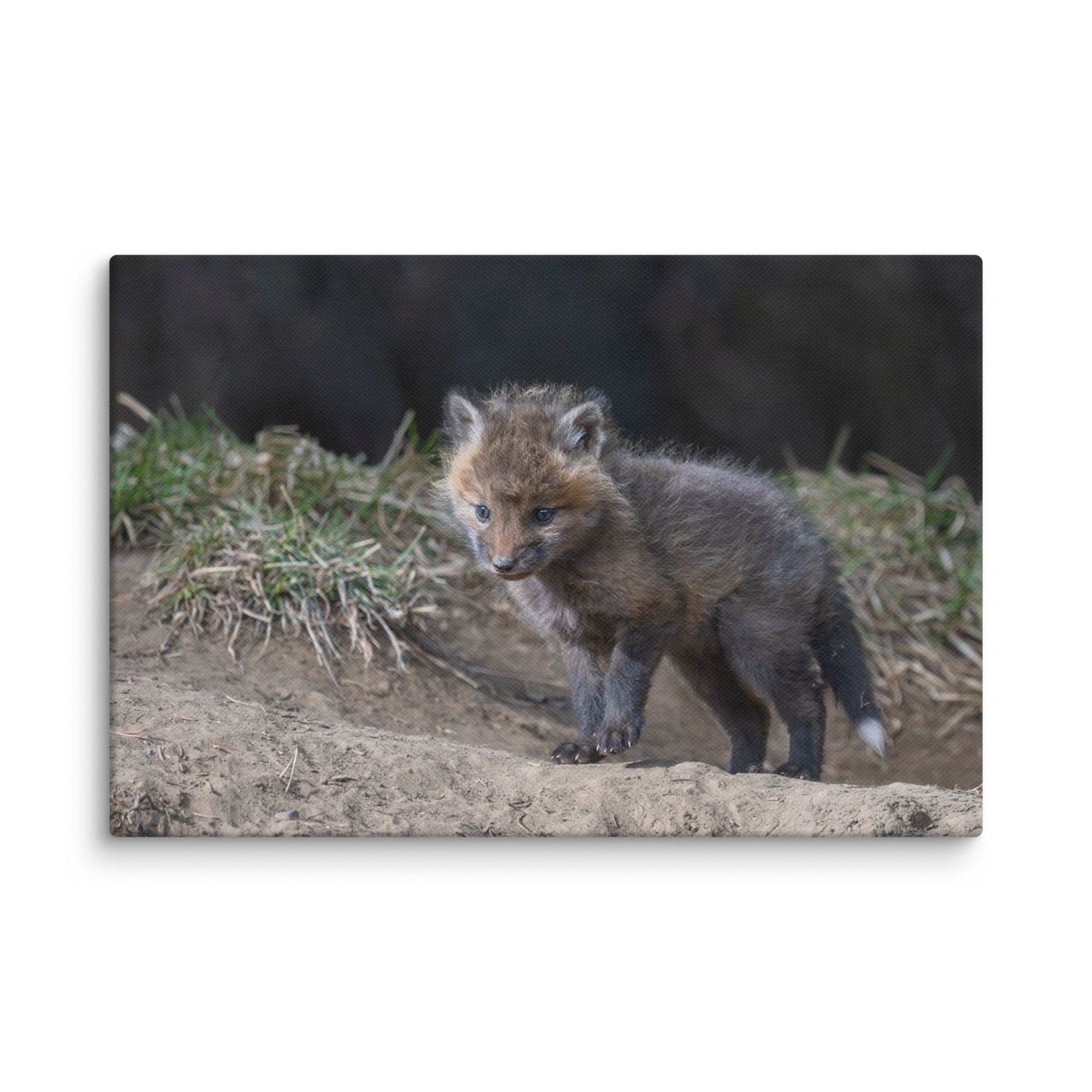 Just checking Baby Red fox! Canvas - Image 22
