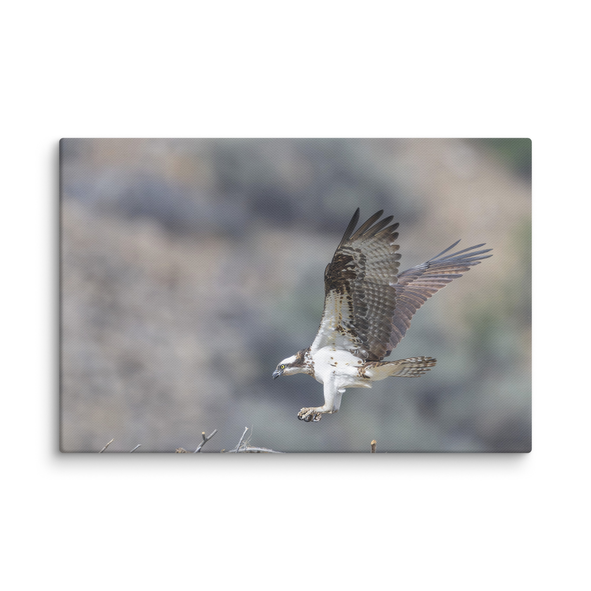 Osprey Landing on its nest! Canvas - Image 17