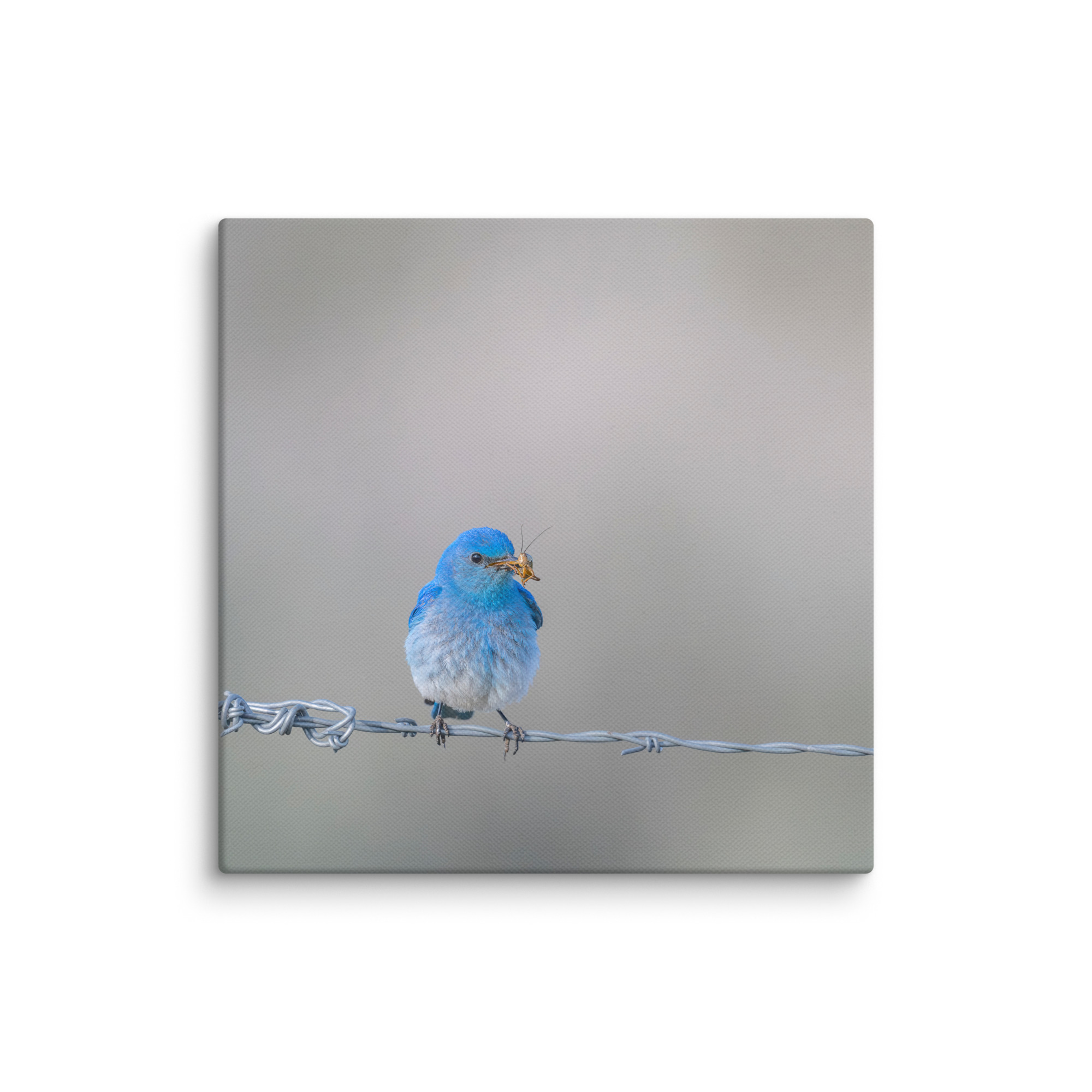 Mountain Blue Bird! Canvas - Image 20