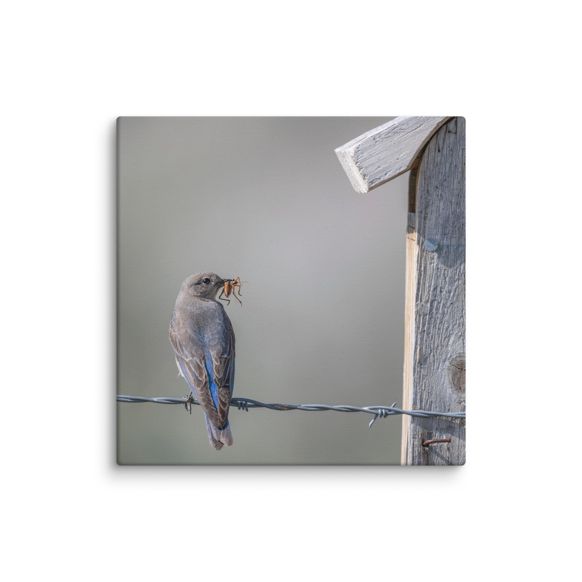 Mama Mountain bluebird with food! Canvas - Image 22