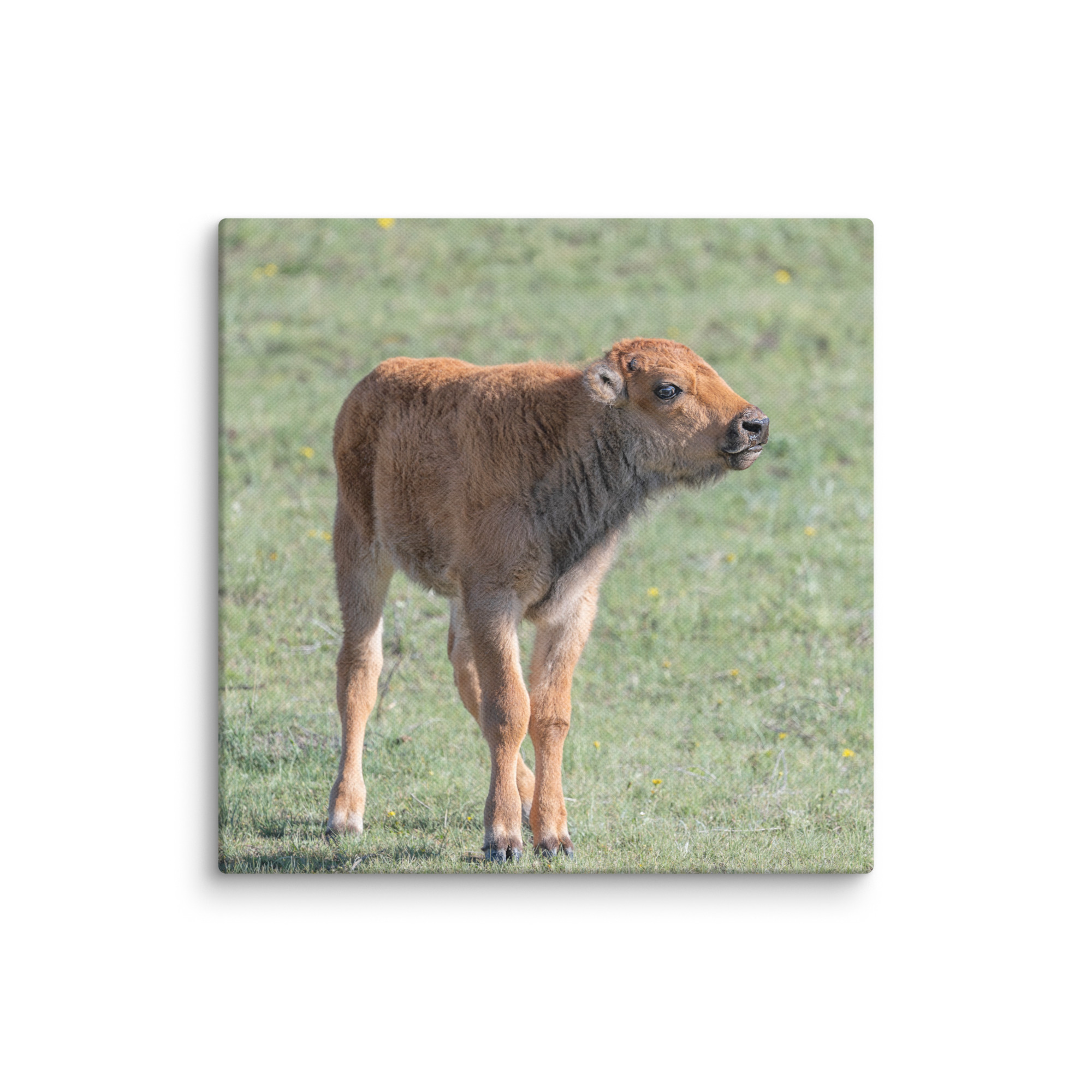 Baby Bison! Canvas - Image 20