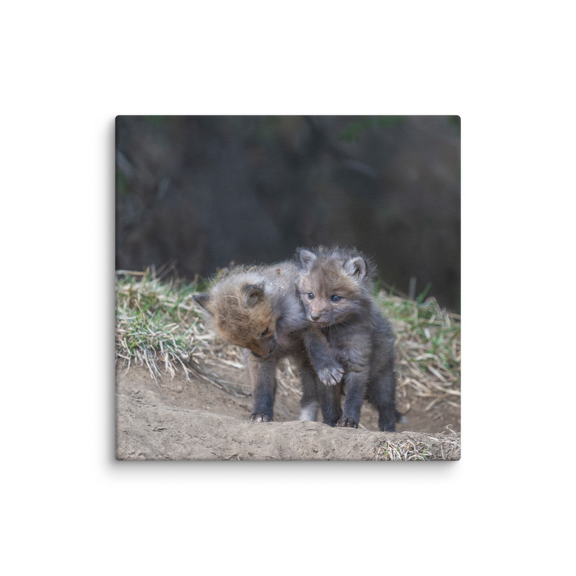 Brothers in Arms Red fox kits! Canvas - Image 22