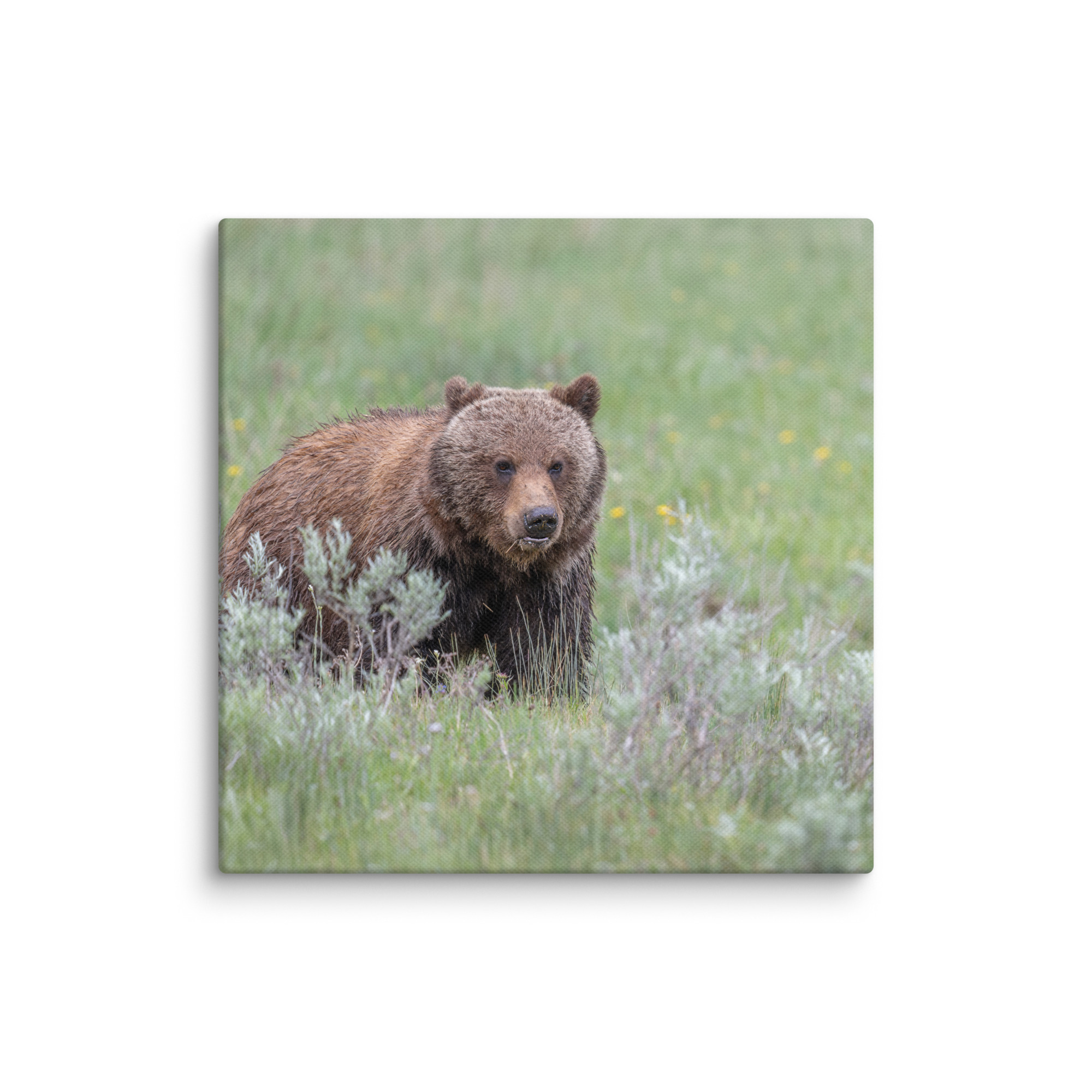 Hungry Grizzly in a Meadow! Canvas - Image 22