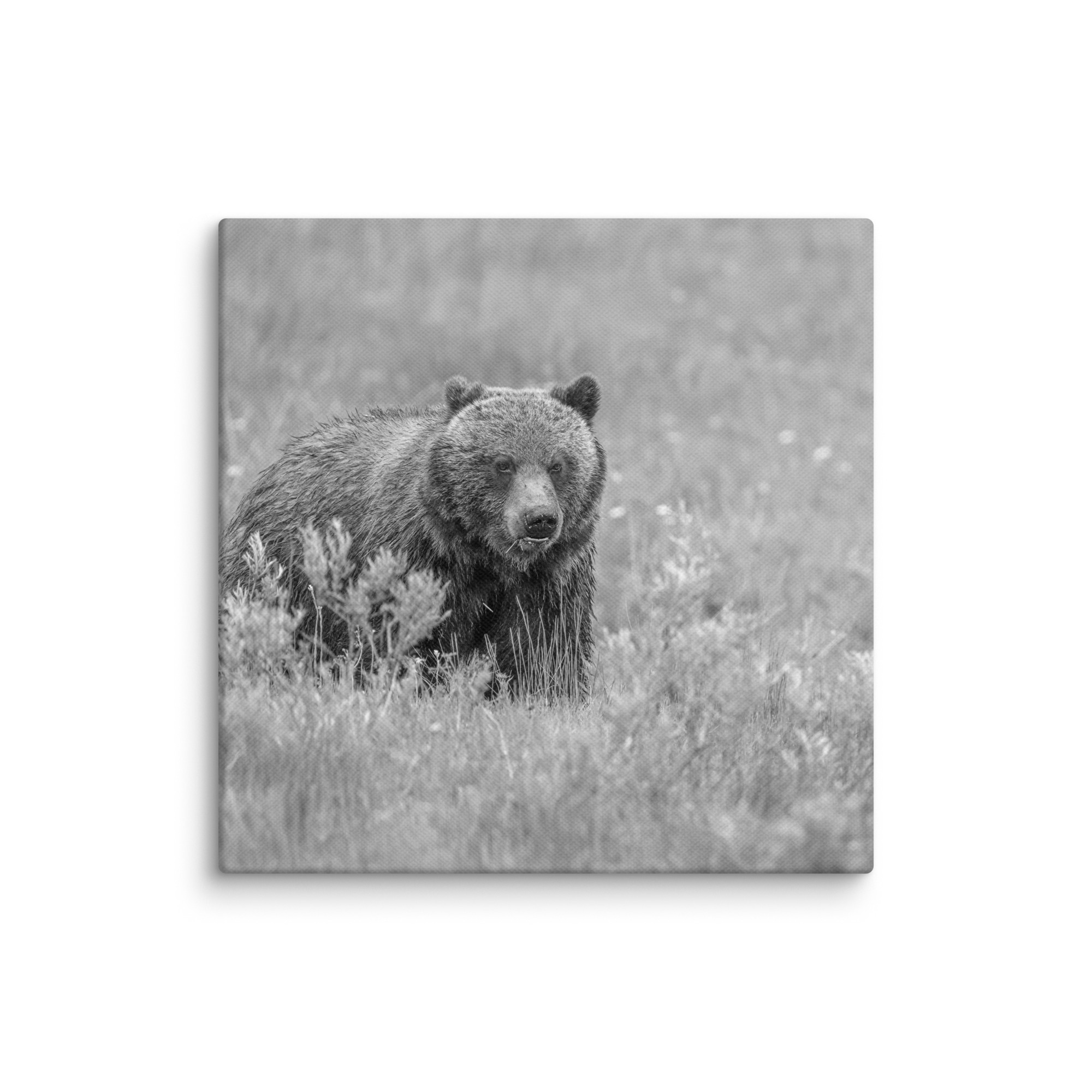 Hungry Grizzly in a Meadow! Monochrome Canvas - Image 22