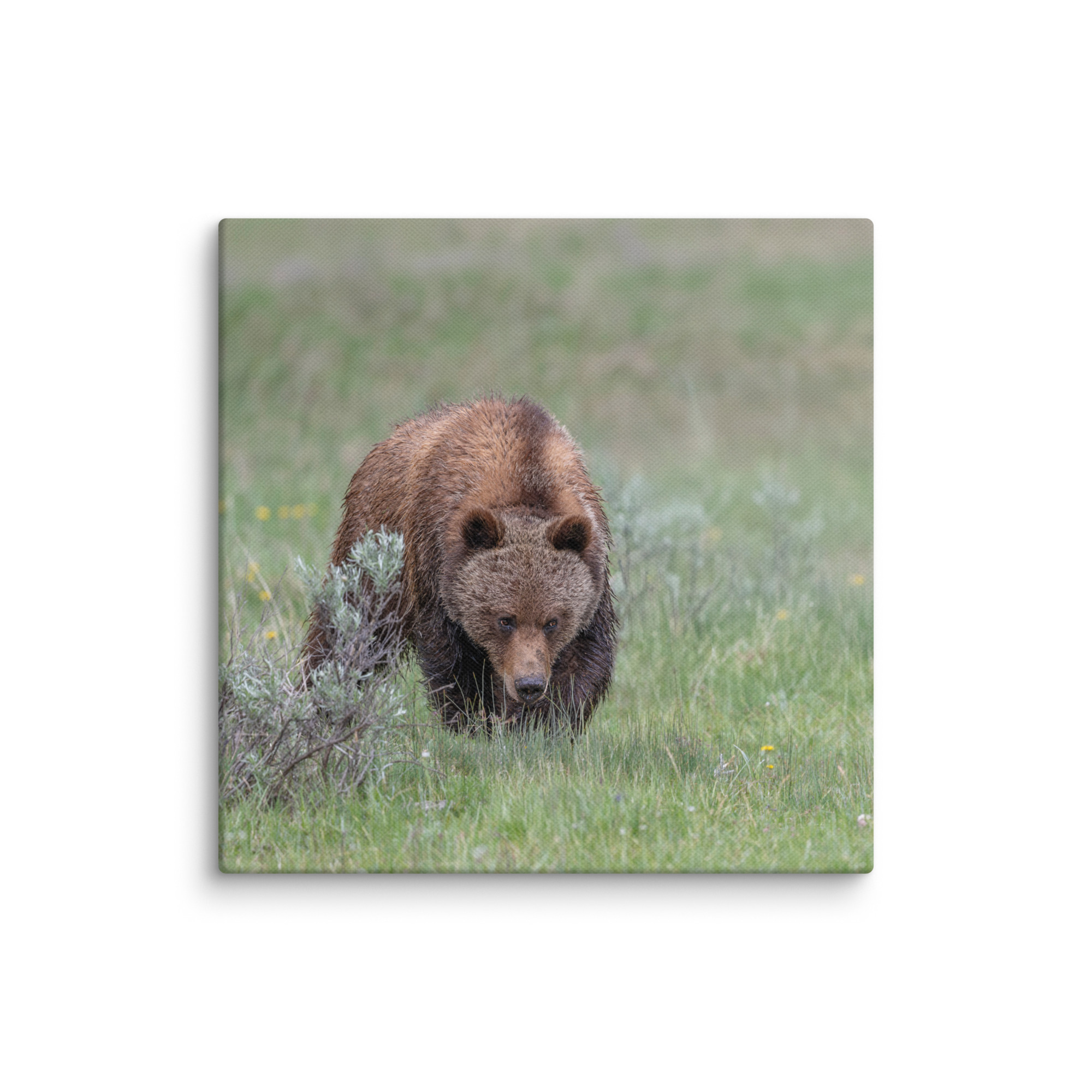 Grizzly Watching! Canvas - Image 23