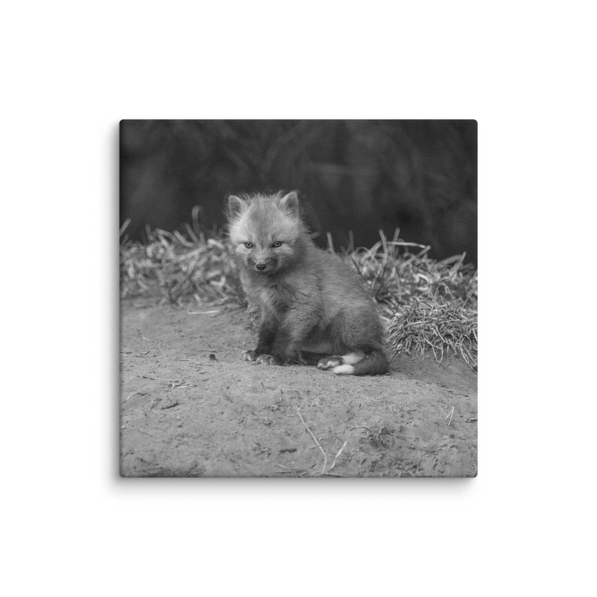 Sharp gaze baby red fox (Monochrome)! Canvas - Image 22
