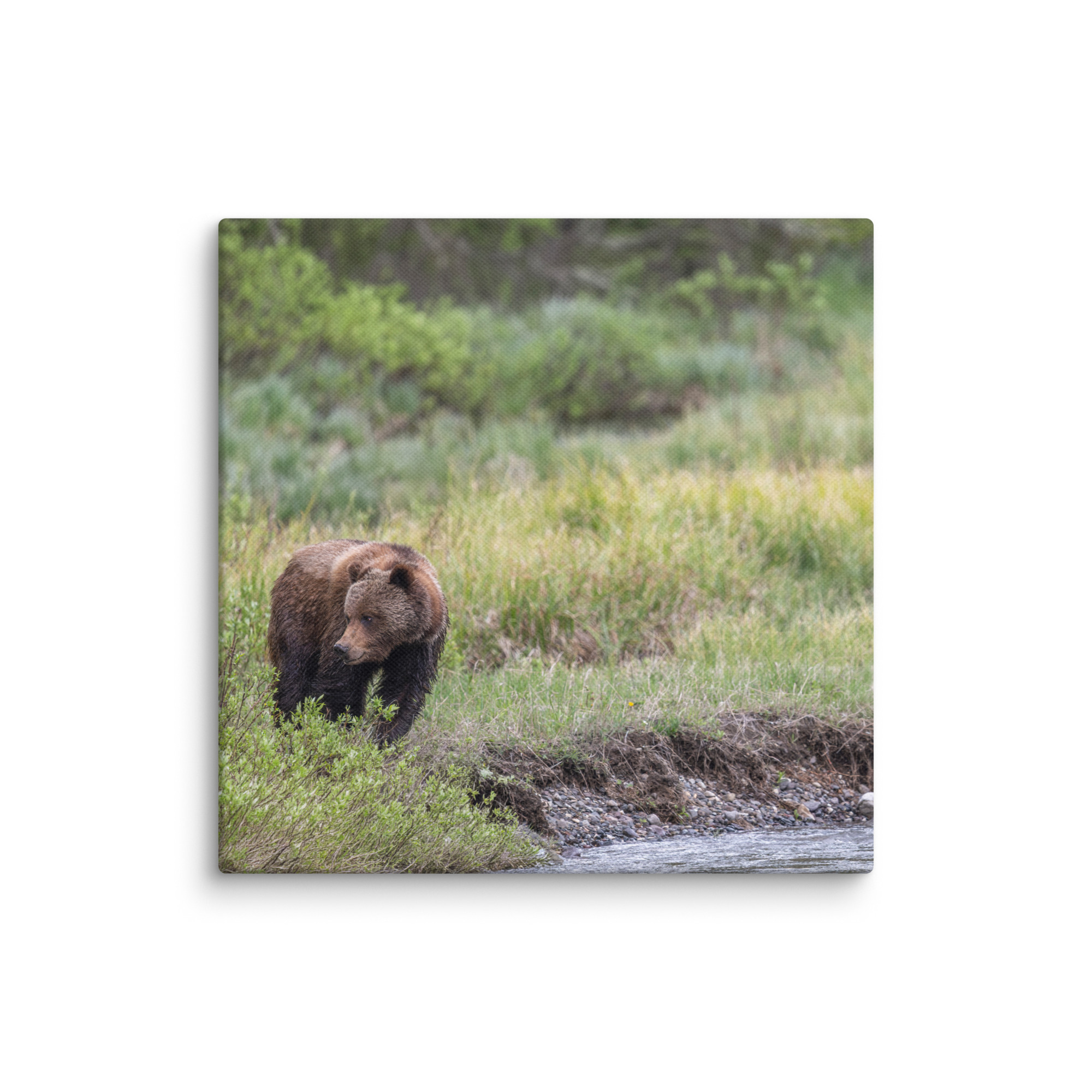 Grizzly getting read! Canvas - Image 22