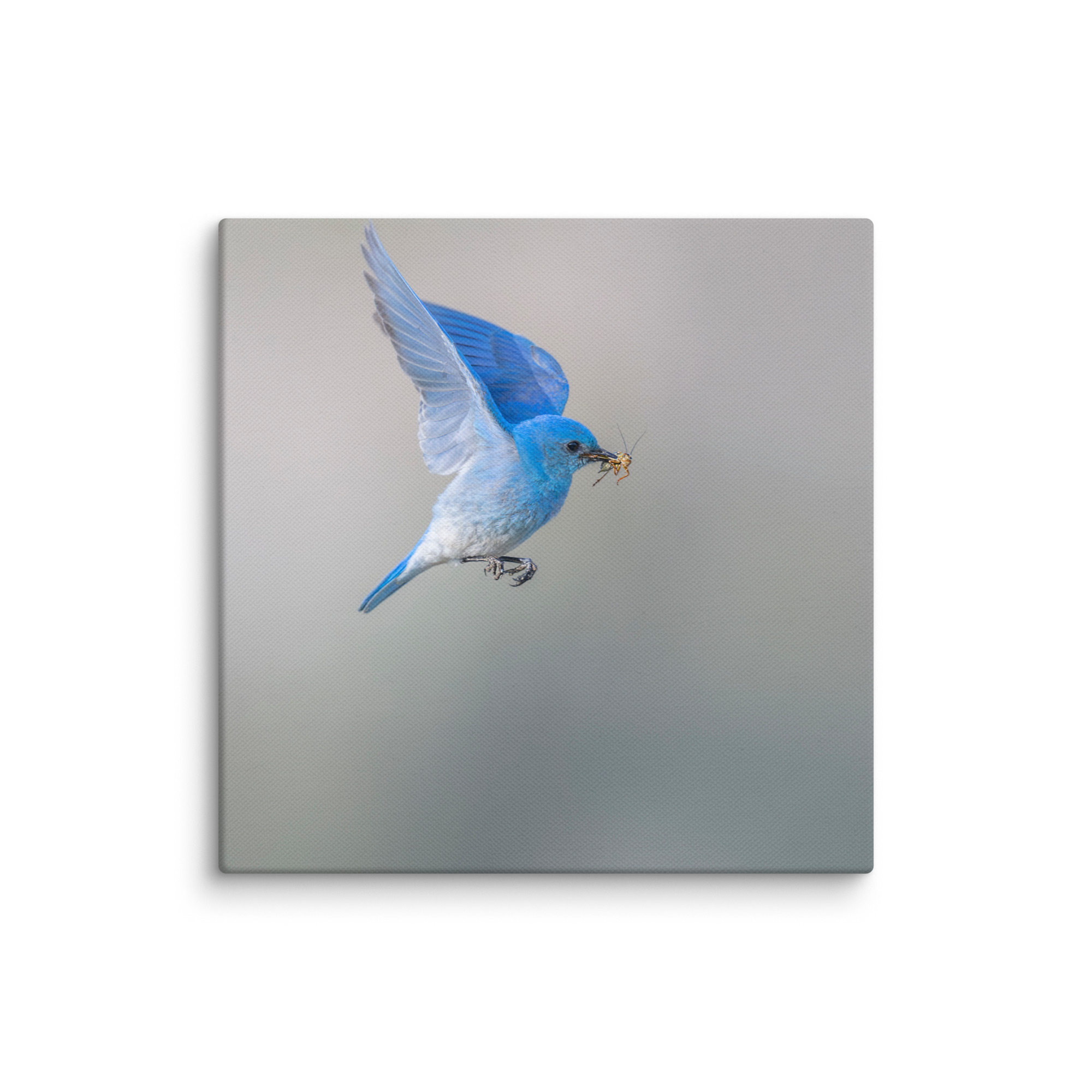 Mountain Bluebird with prey! Canvas - Image 21