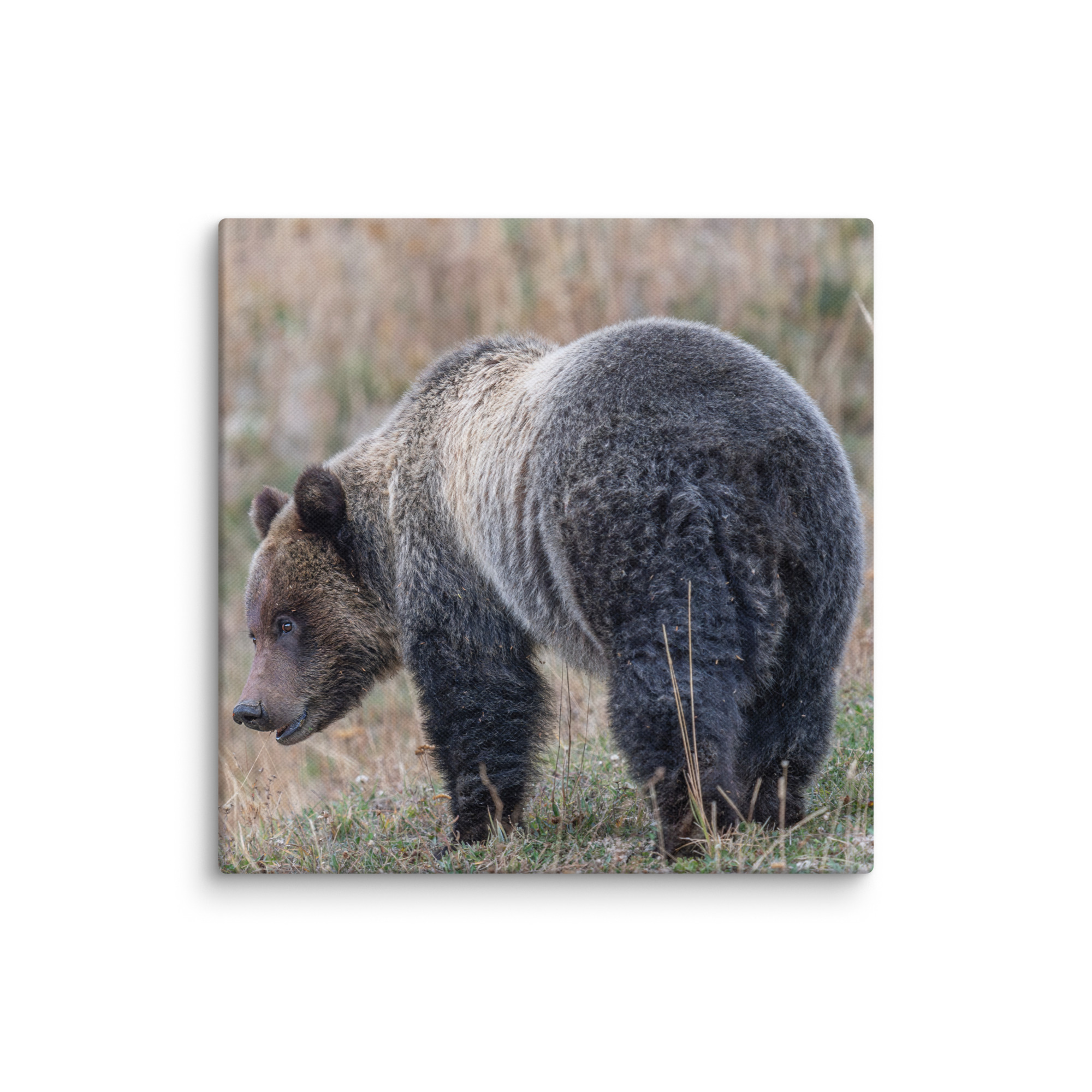 Grizzly of yellowstone! Canvas - Image 22