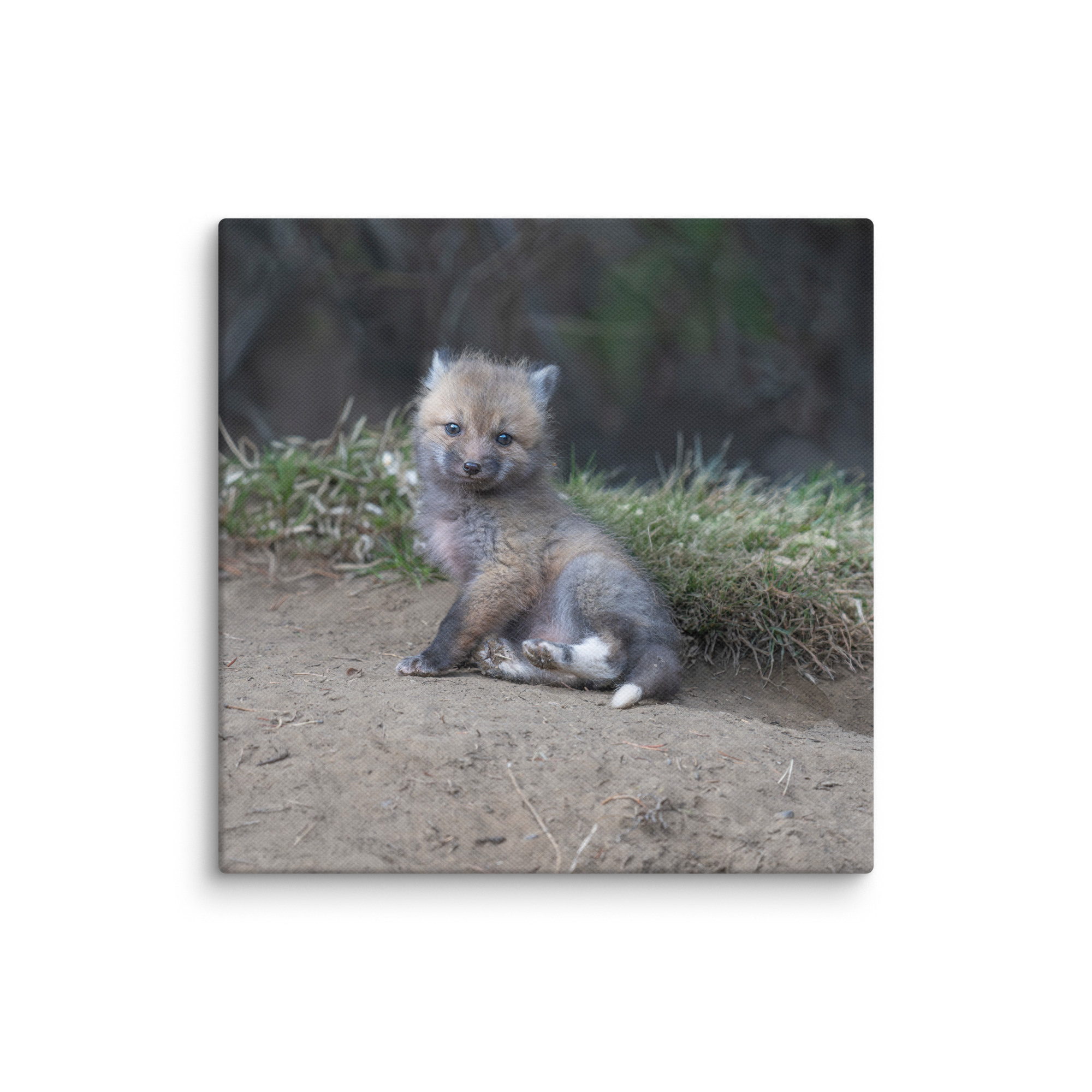 Guarding Den Baby Red fox!  Canvas - Image 23