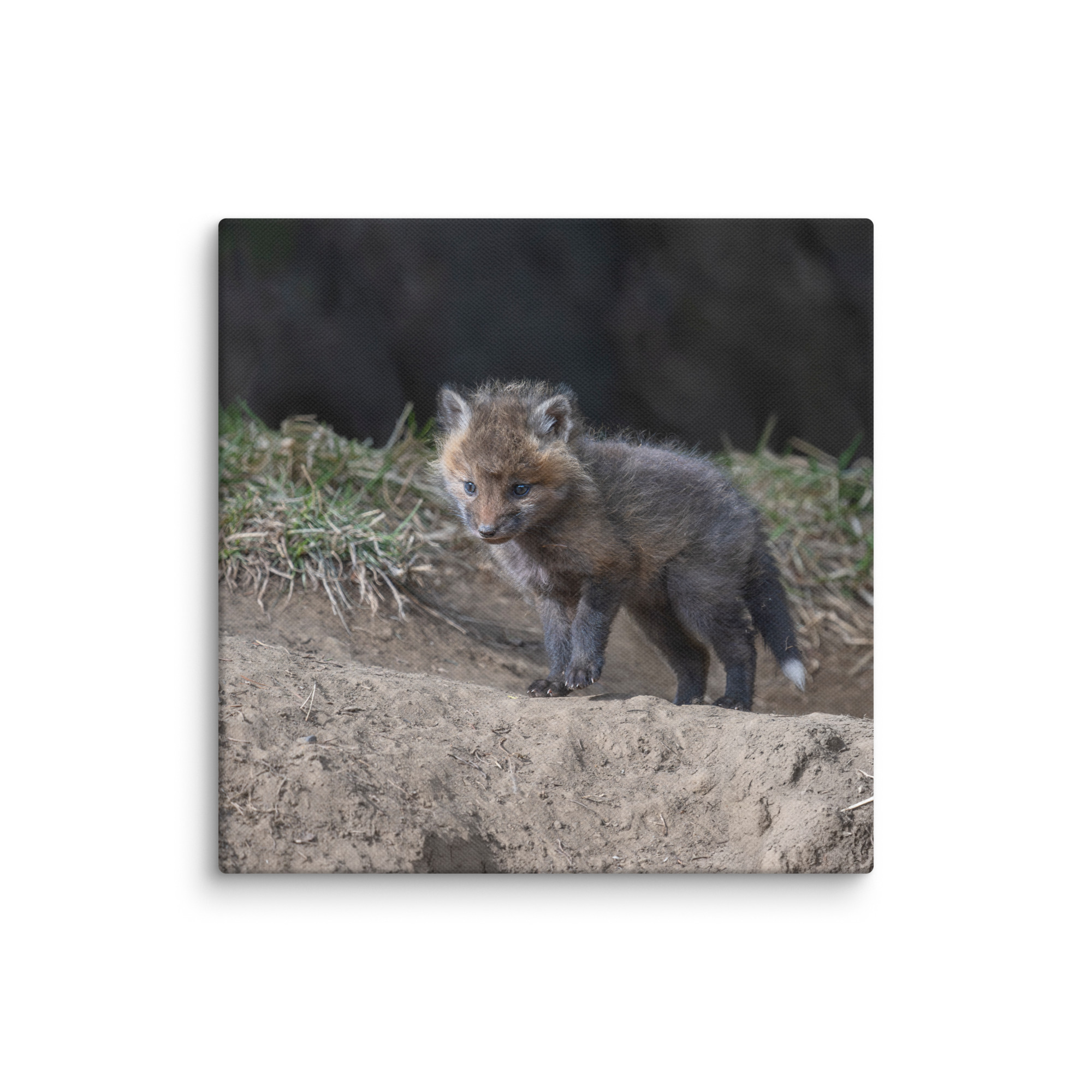 Just checking Baby Red fox! Canvas - Image 23