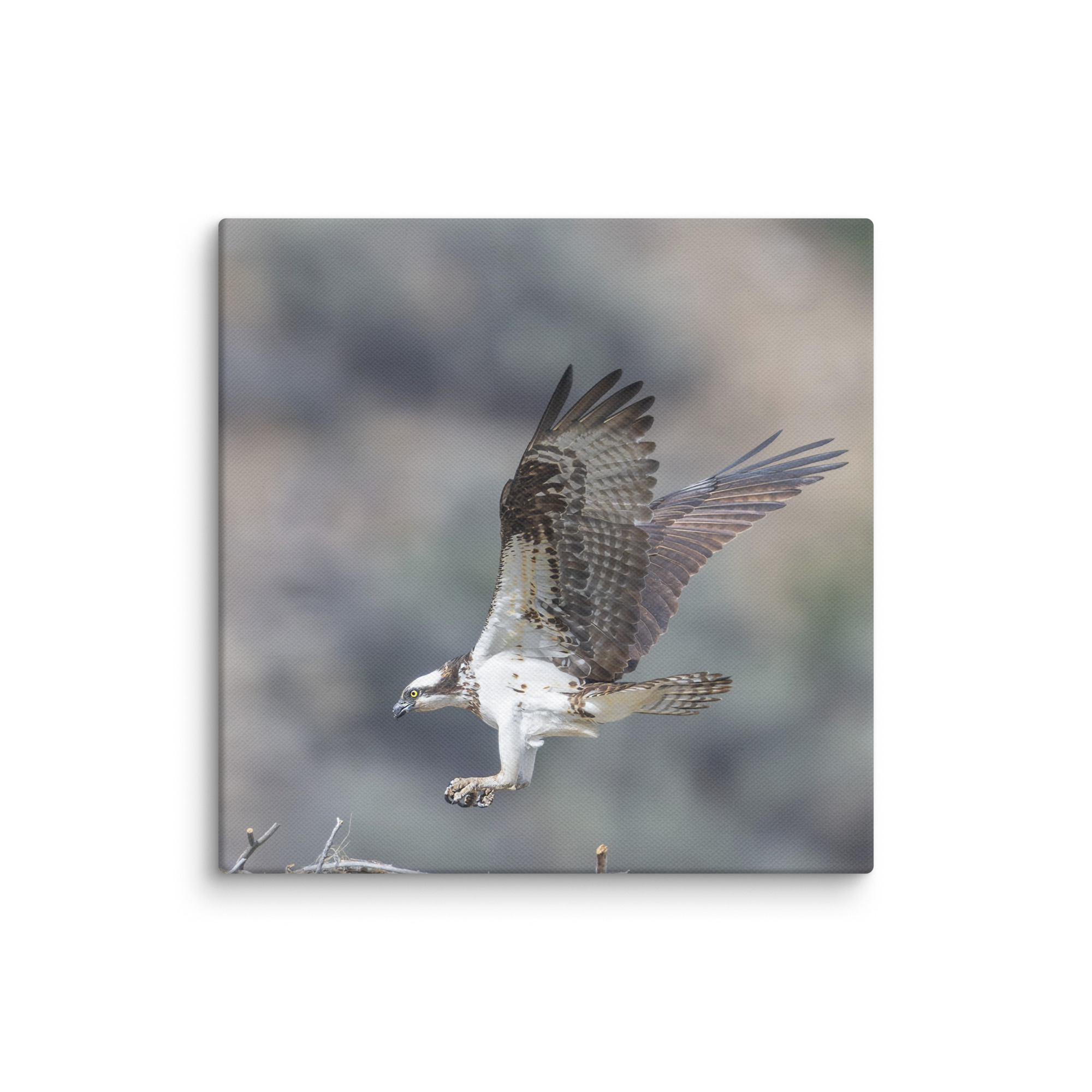 Osprey Landing on its nest! Canvas - Image 18