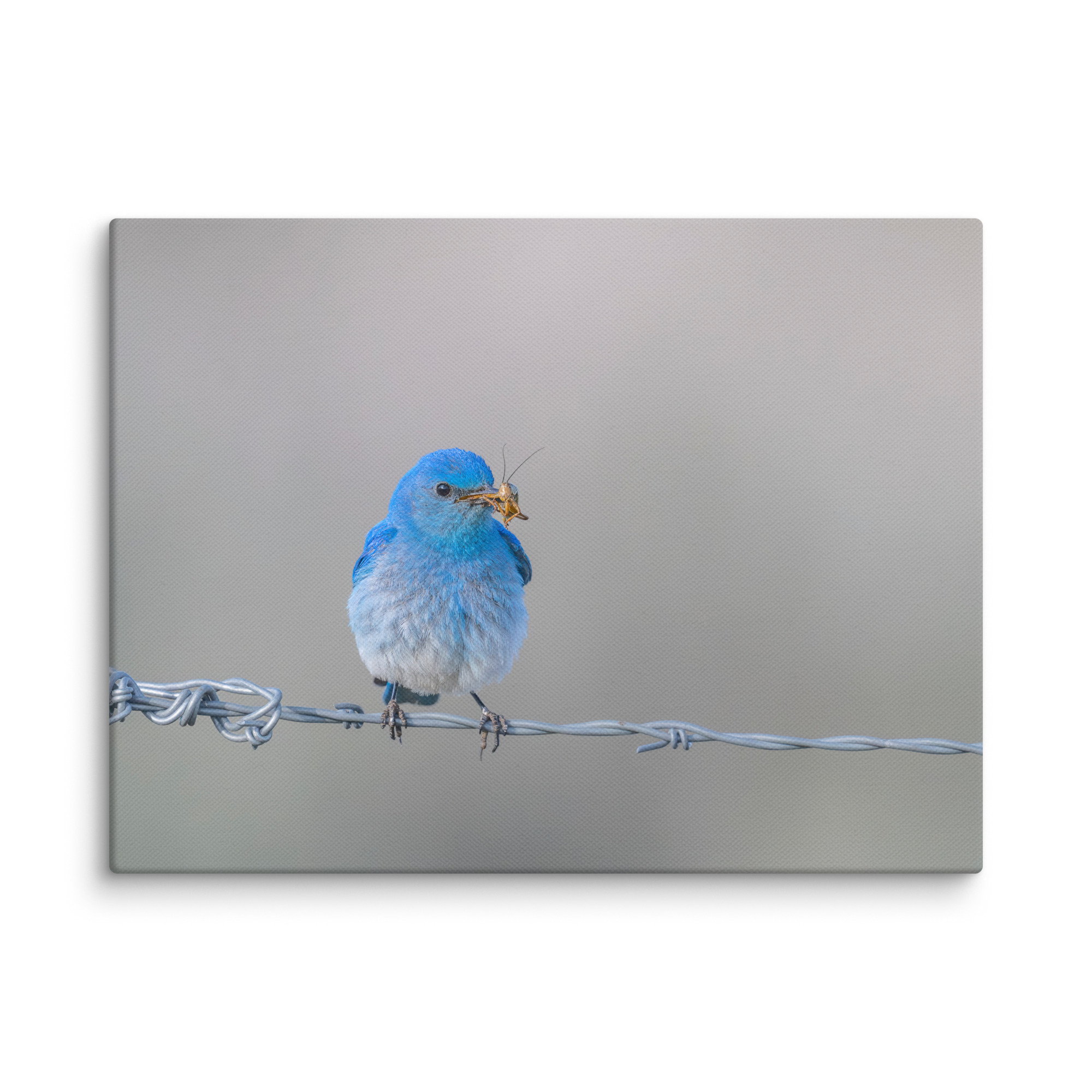 Mountain Blue Bird! Canvas - Image 21