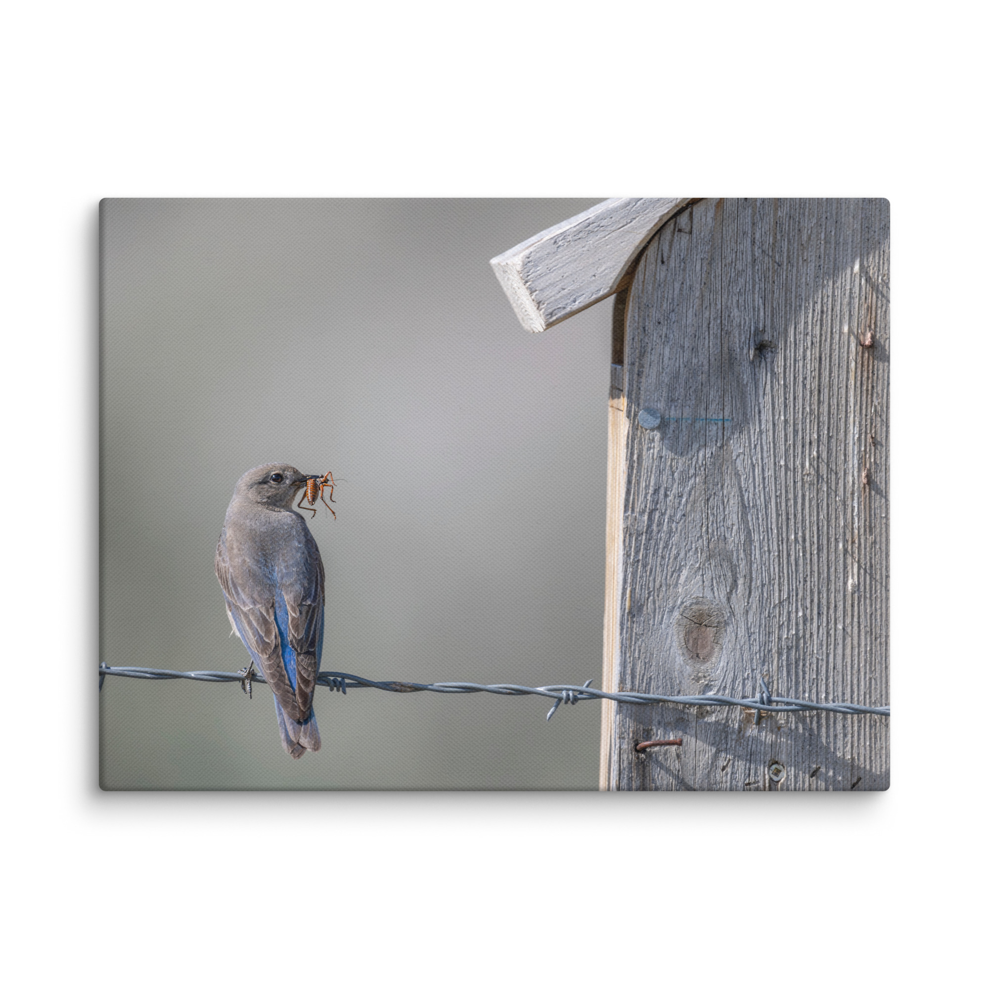 Mama Mountain bluebird with food! Canvas - Image 23