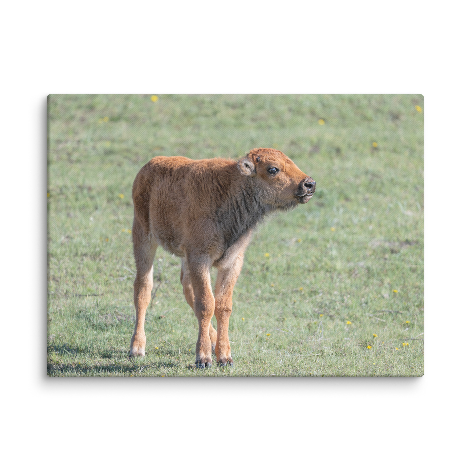 Baby Bison! Canvas - Image 21