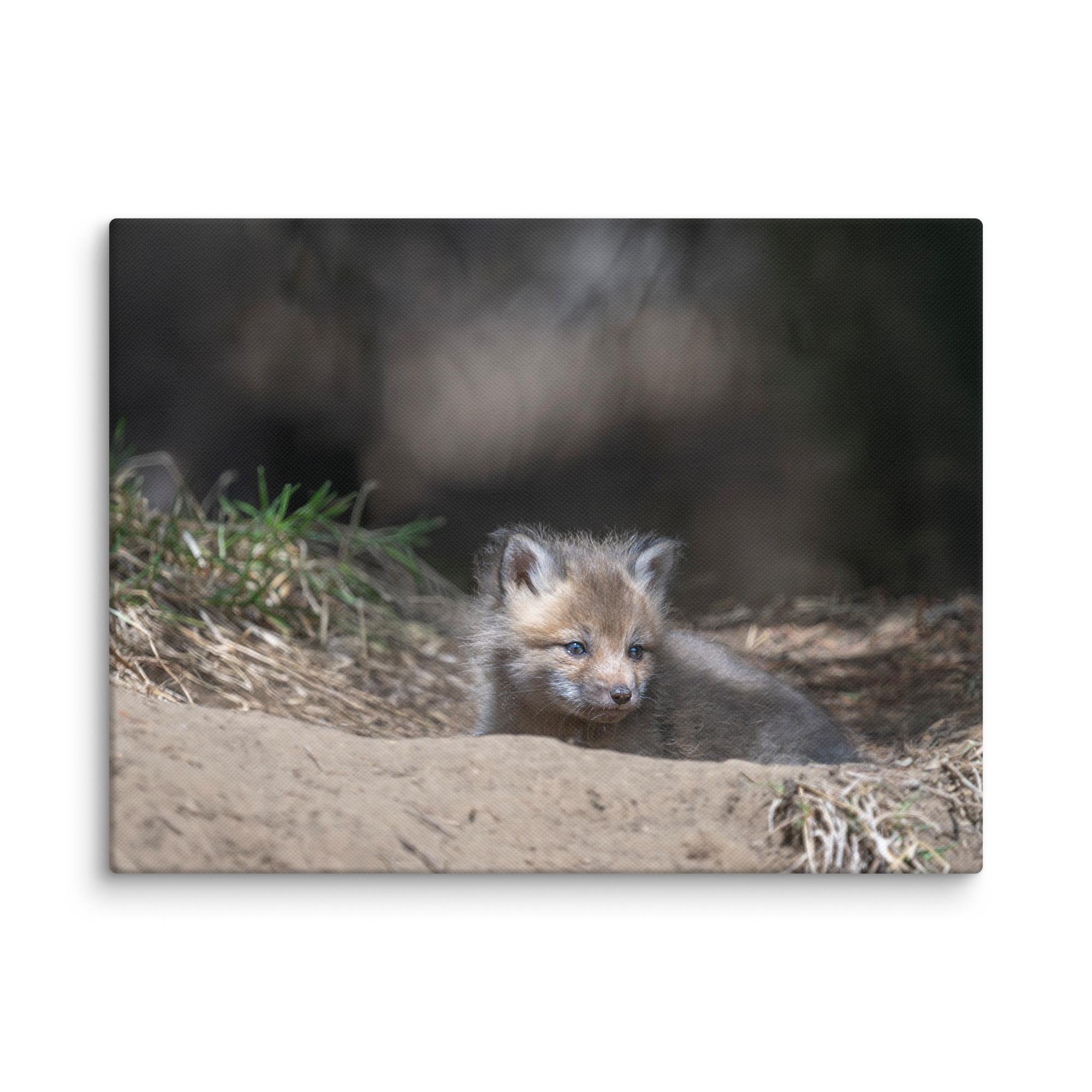 Baby Red fox waiting for Mom! Canvas - Image 23