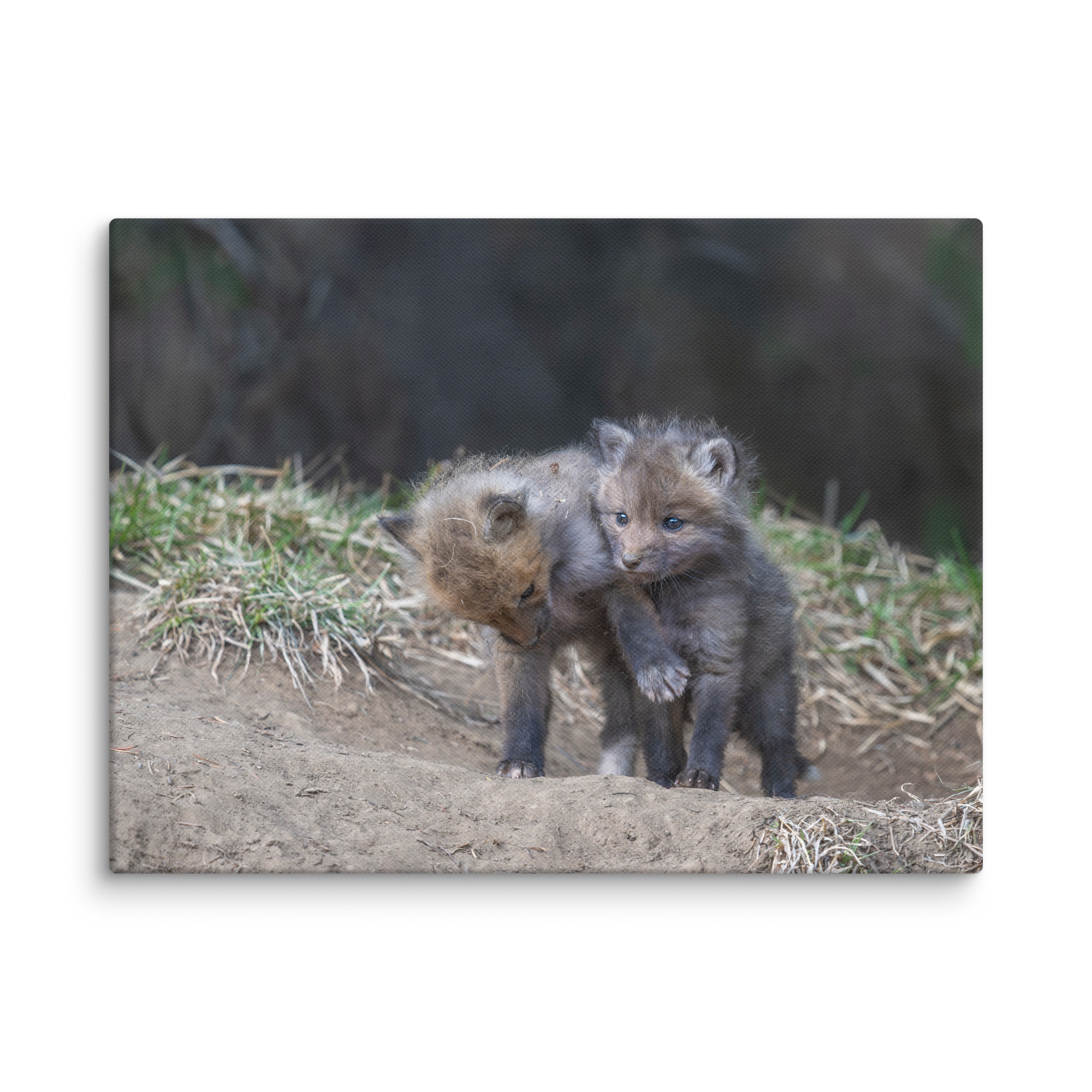 Brothers in Arms Red fox kits! Canvas - Image 23