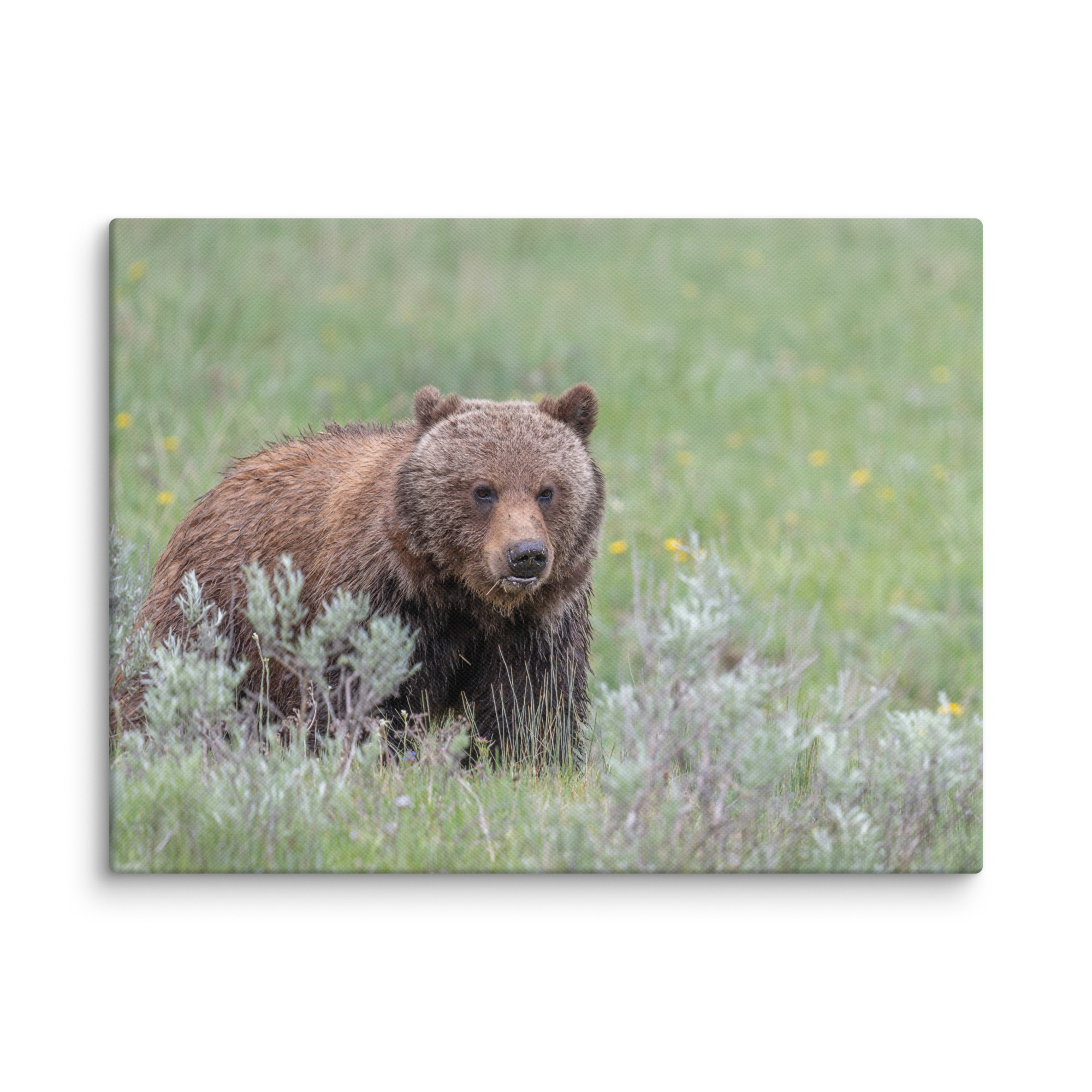 Hungry Grizzly in a Meadow! Canvas - Image 23