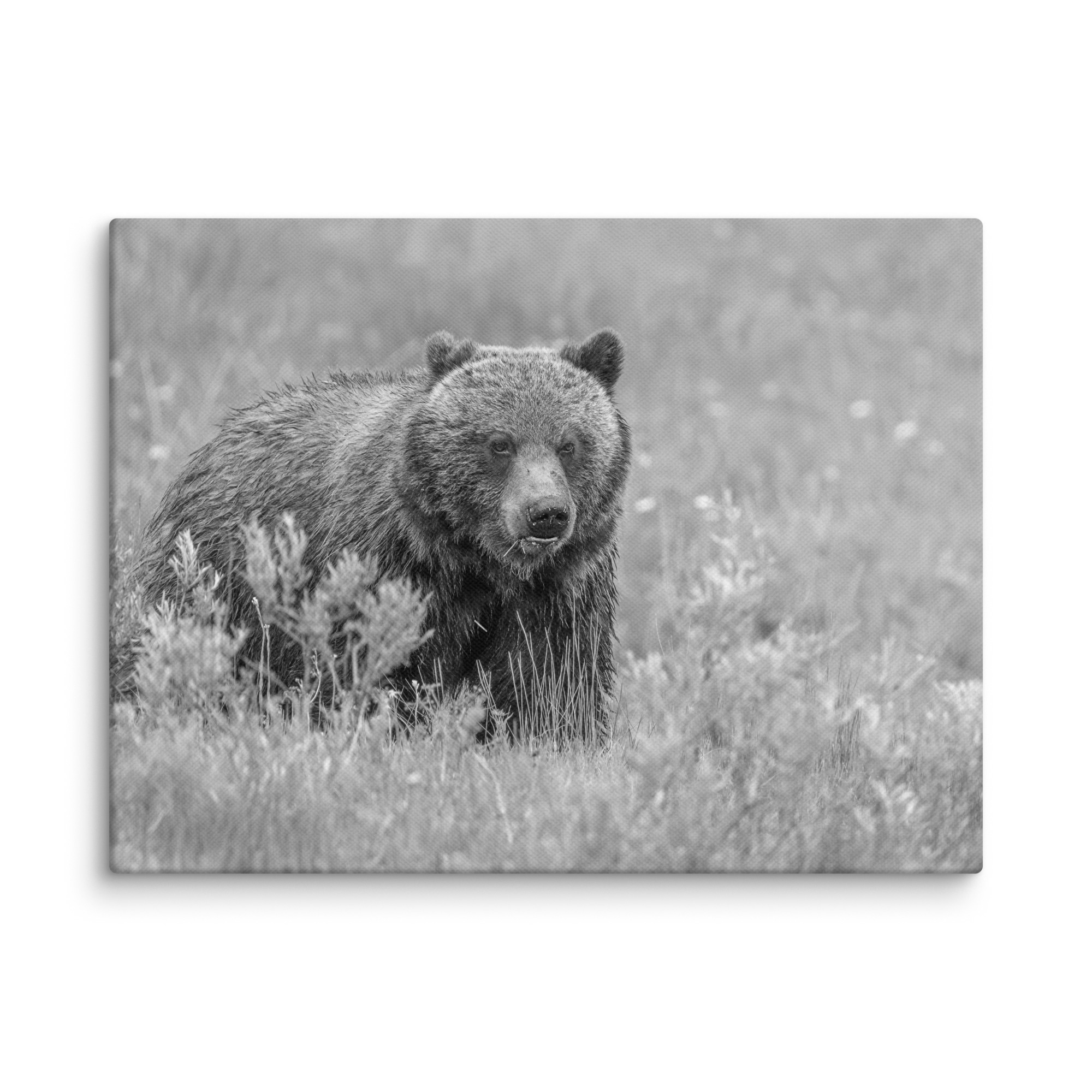 Hungry Grizzly in a Meadow! Monochrome Canvas - Image 23