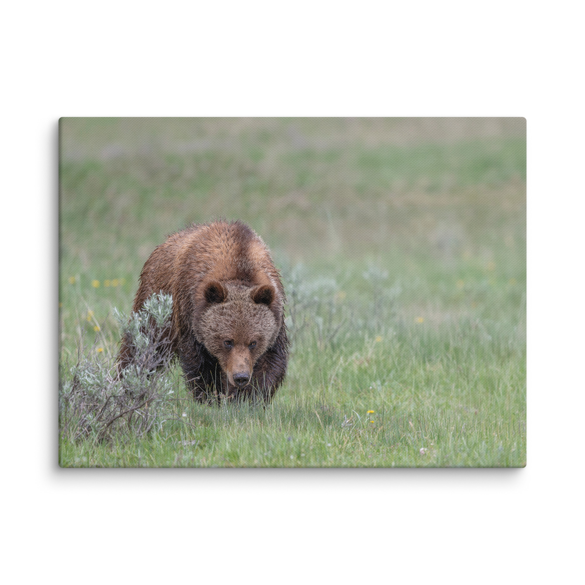 Grizzly Watching! Canvas - Image 24