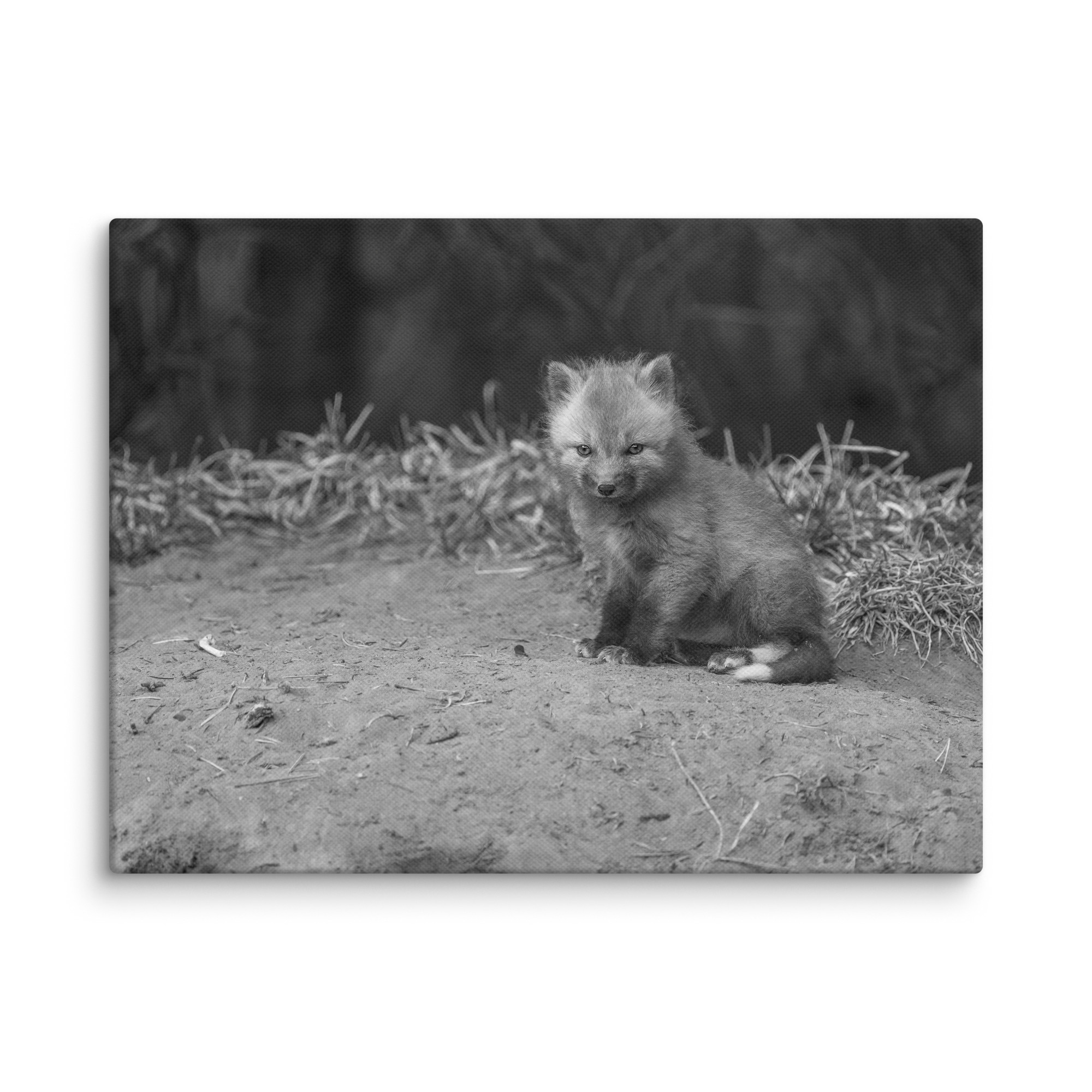 Sharp gaze baby red fox (Monochrome)! Canvas - Image 23