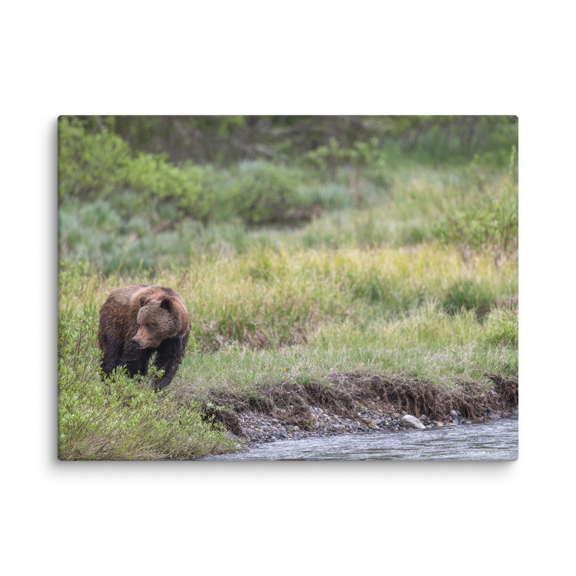 Grizzly getting read! Canvas - Image 23