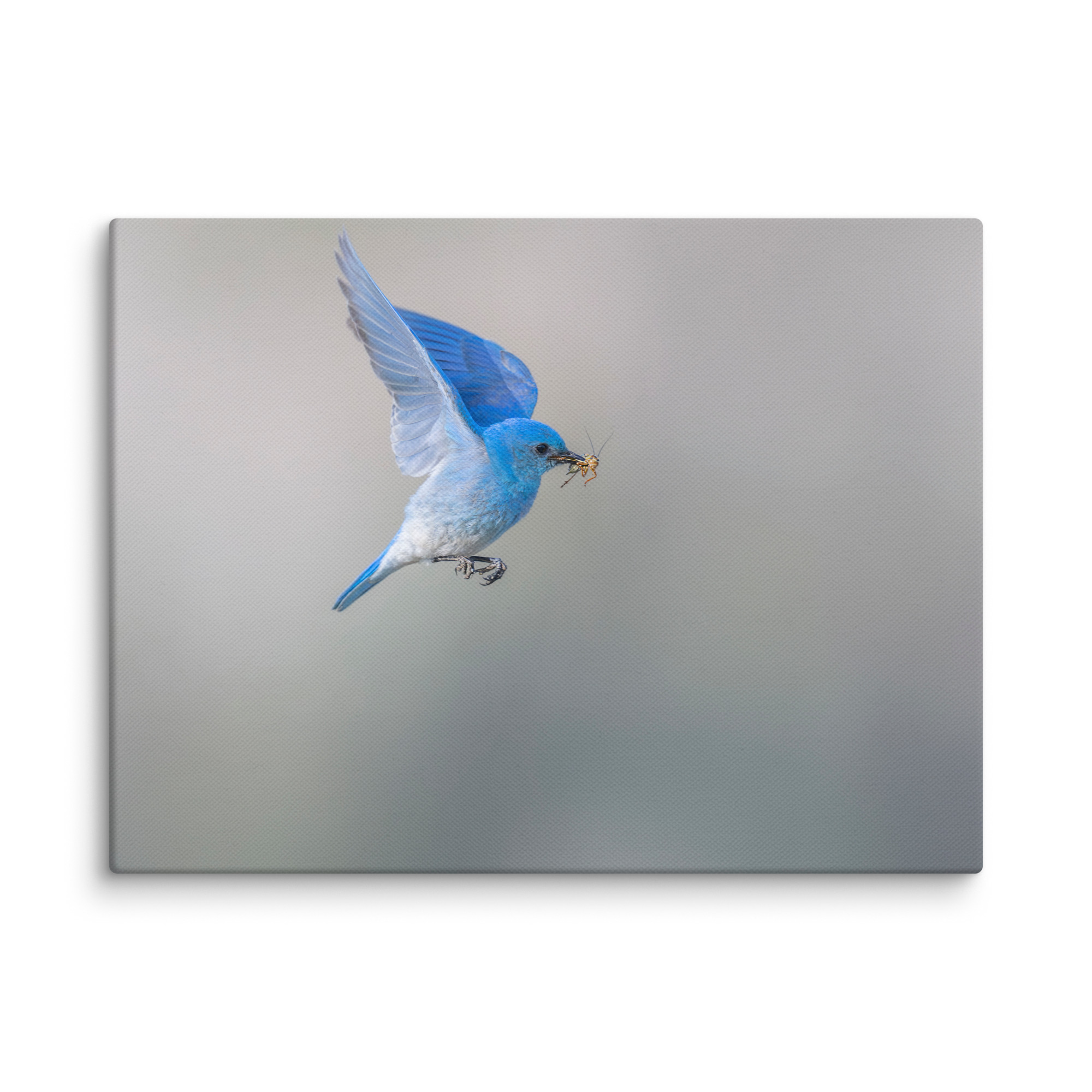 Mountain Bluebird with prey! Canvas - Image 22