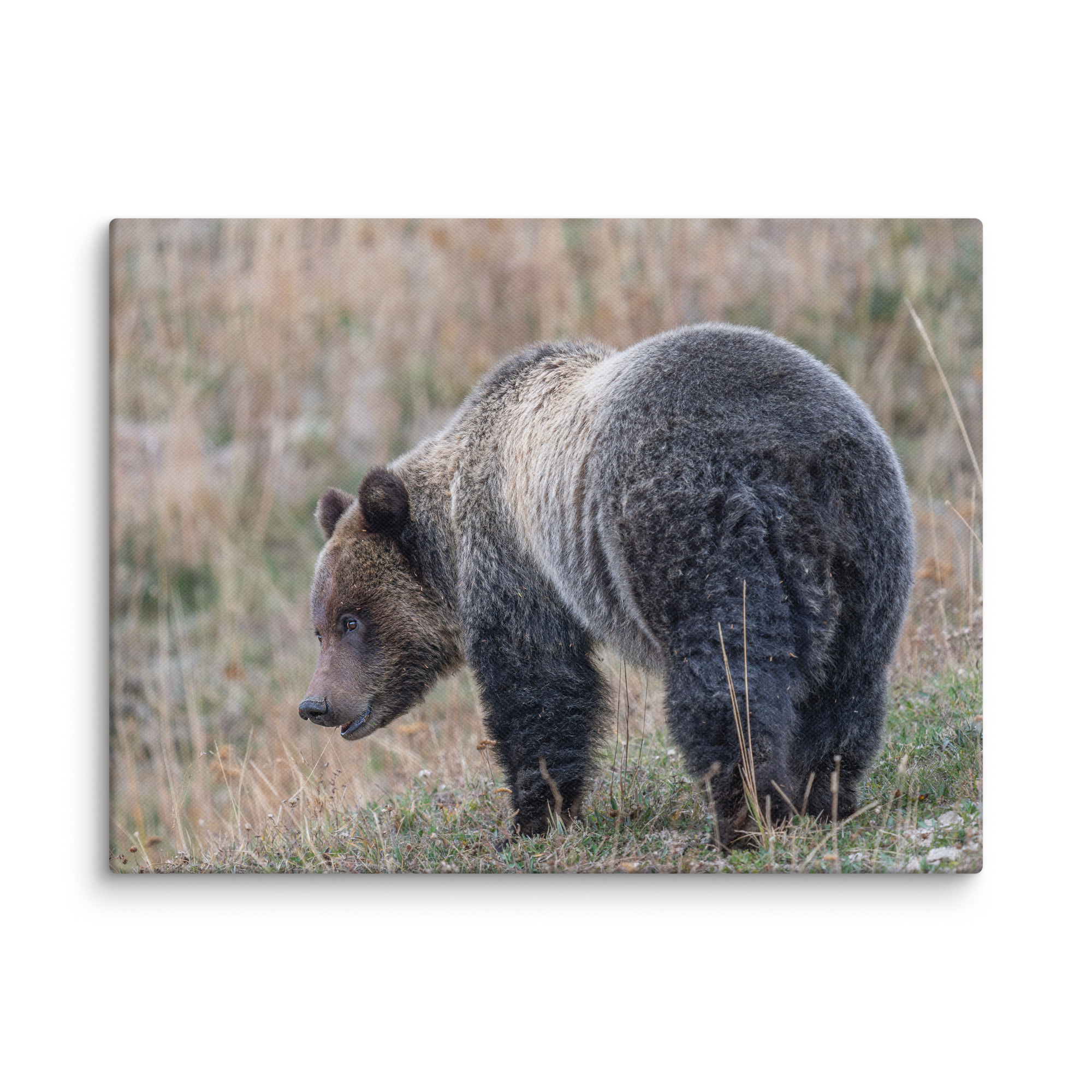 Grizzly of yellowstone! Canvas - Image 23