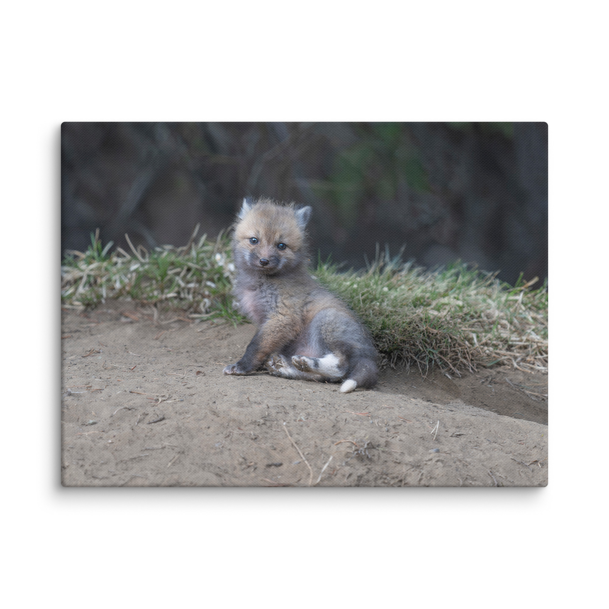 Guarding Den Baby Red fox!  Canvas - Image 24