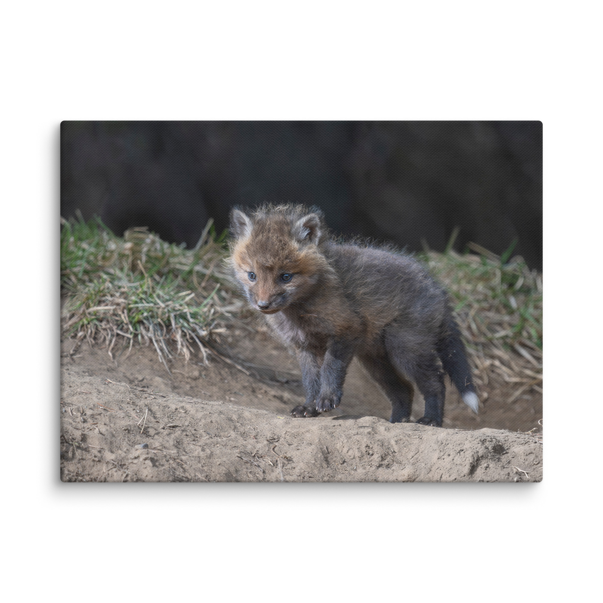 Just checking Baby Red fox! Canvas - Image 24